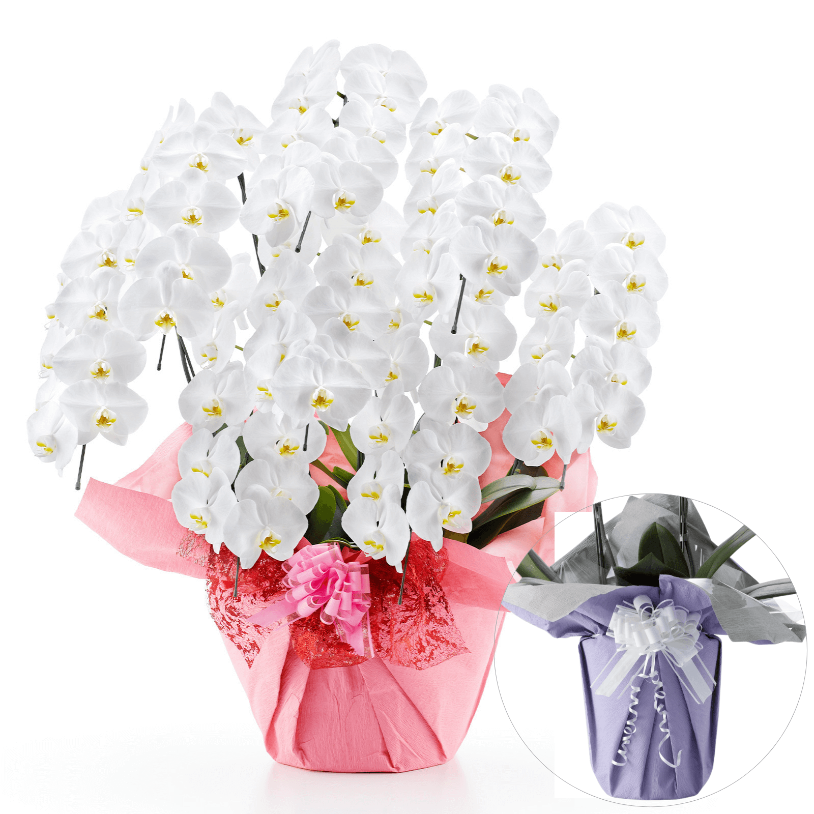 【お悔やみ・お供えの花】胡蝶蘭(白) 8本立ち 104輪以上(御供えラッピング　白レース)