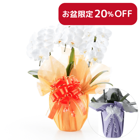 【お盆・初盆】胡蝶蘭(白) ミディ 3本立ち21輪以上(御供えラッピング　白レース)_札なし