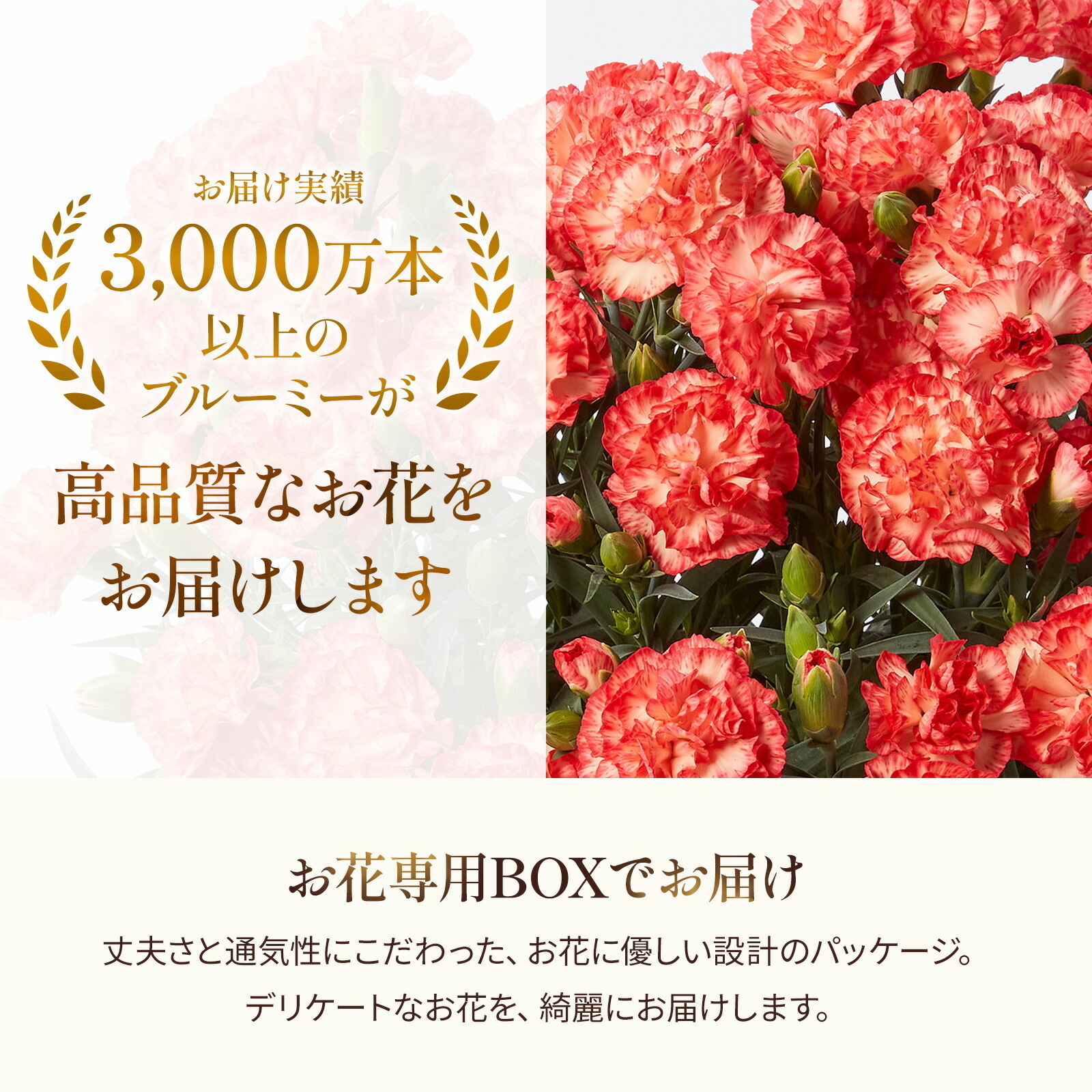 鉢植え カーネーション オレンジ(テキーラ) と アンリ・シャルパンティエ しあわせサブレ のセット【母の日カード付き】