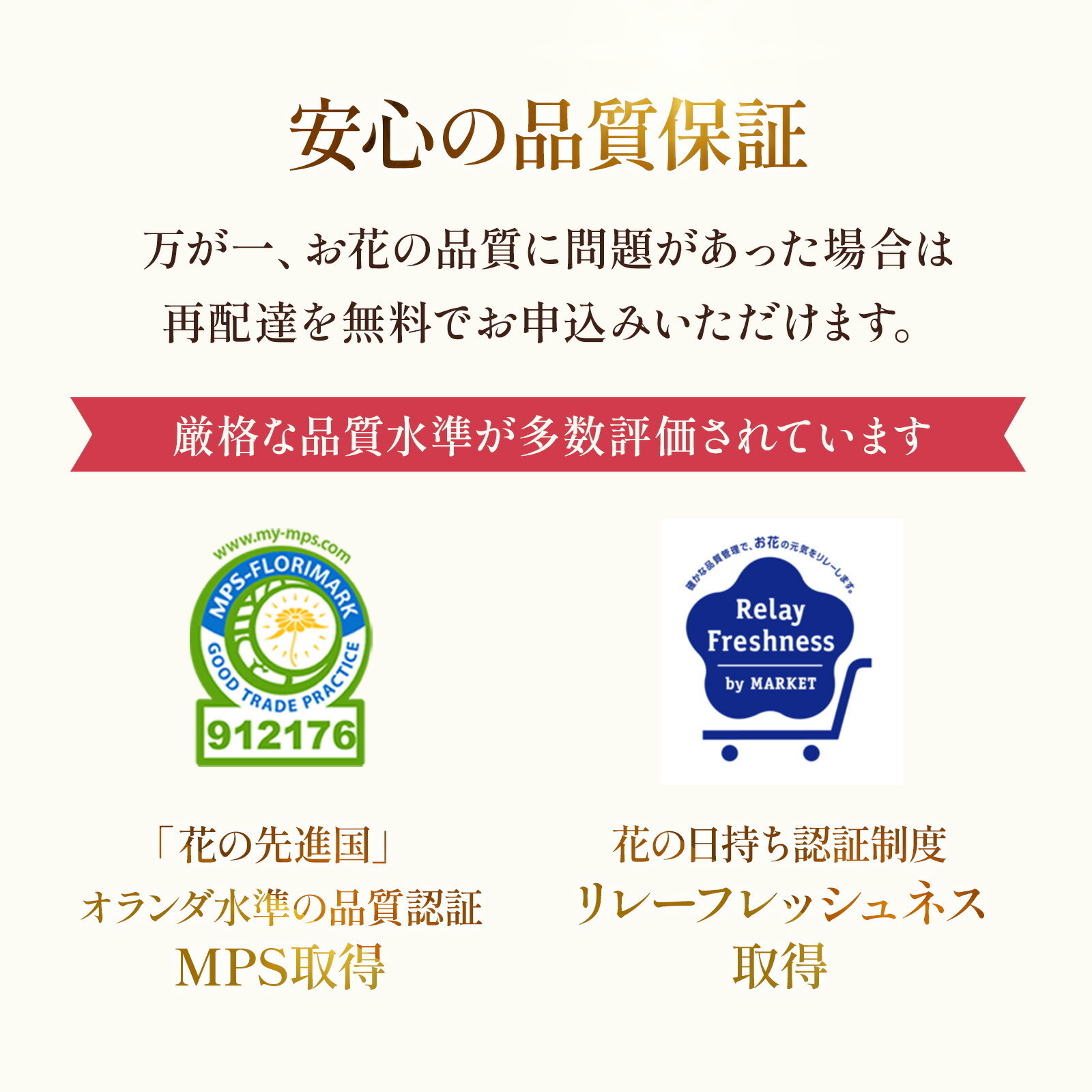 鉢植え カーネーション 紫色(ムジカ) と 銀座千疋屋クッキー のセット【母の日カード付き】