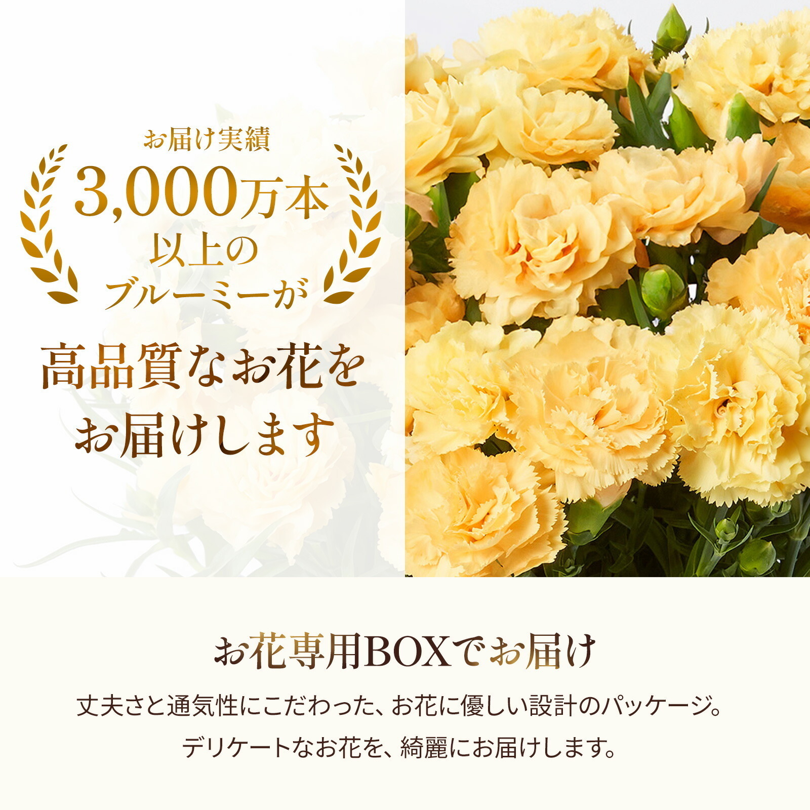 鉢植え カーネーション 黄色(ハニームーン) と アンリ・シャルパンティエ しあわせサブレ のセット【母の日カード付き】