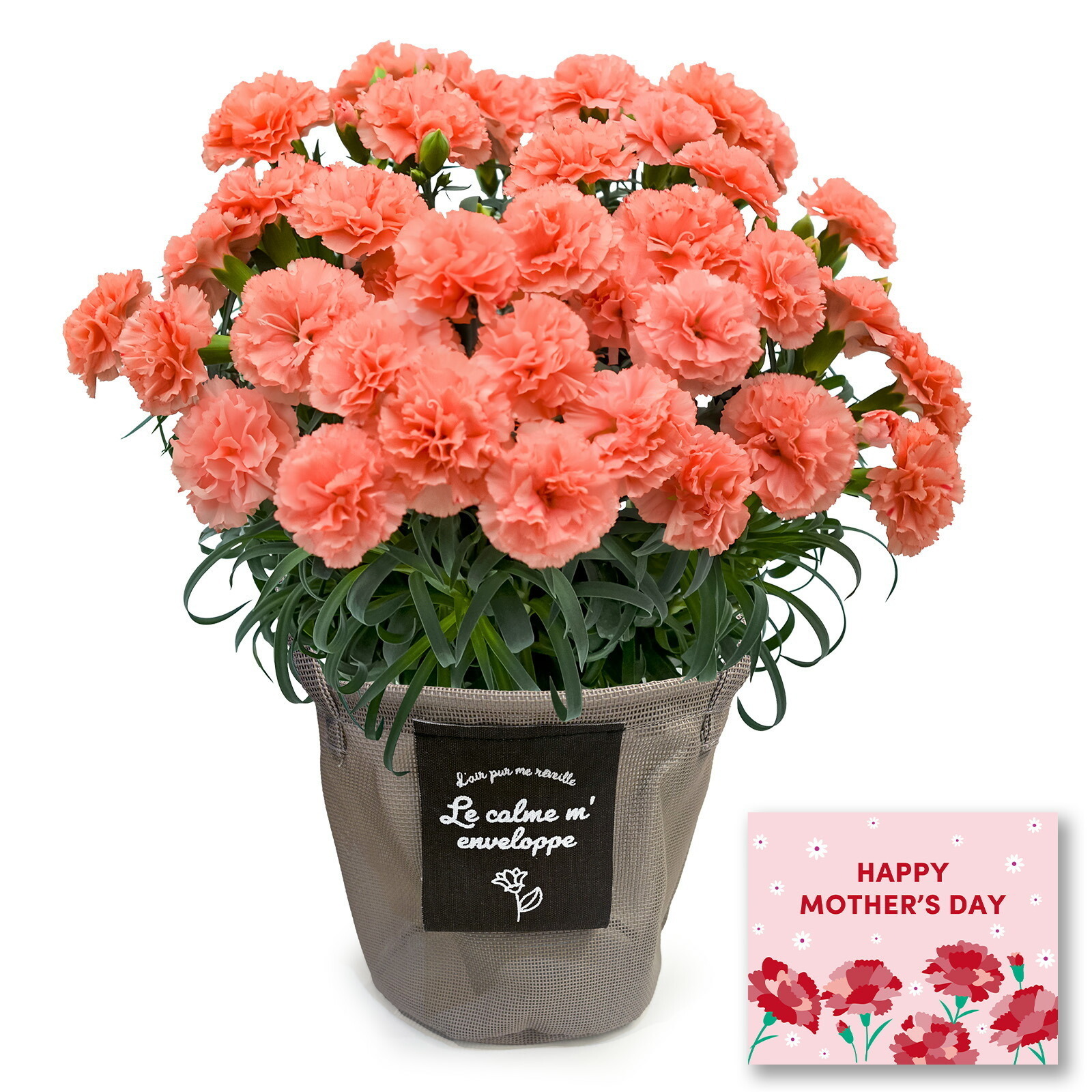 鉢植え カーネーション オレンジ(メープルシフォン)【母の日カード付き】