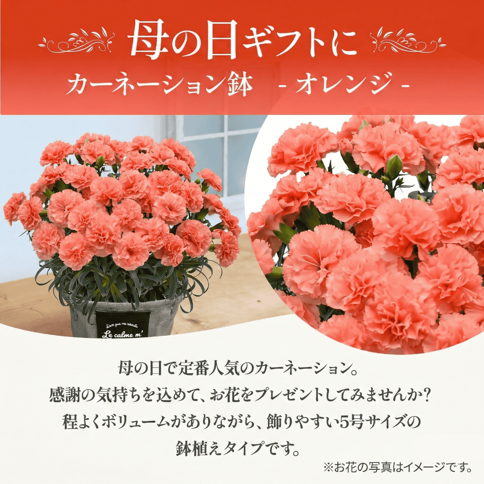 鉢植え カーネーション オレンジ(メープルシフォン)【母の日カード付き】