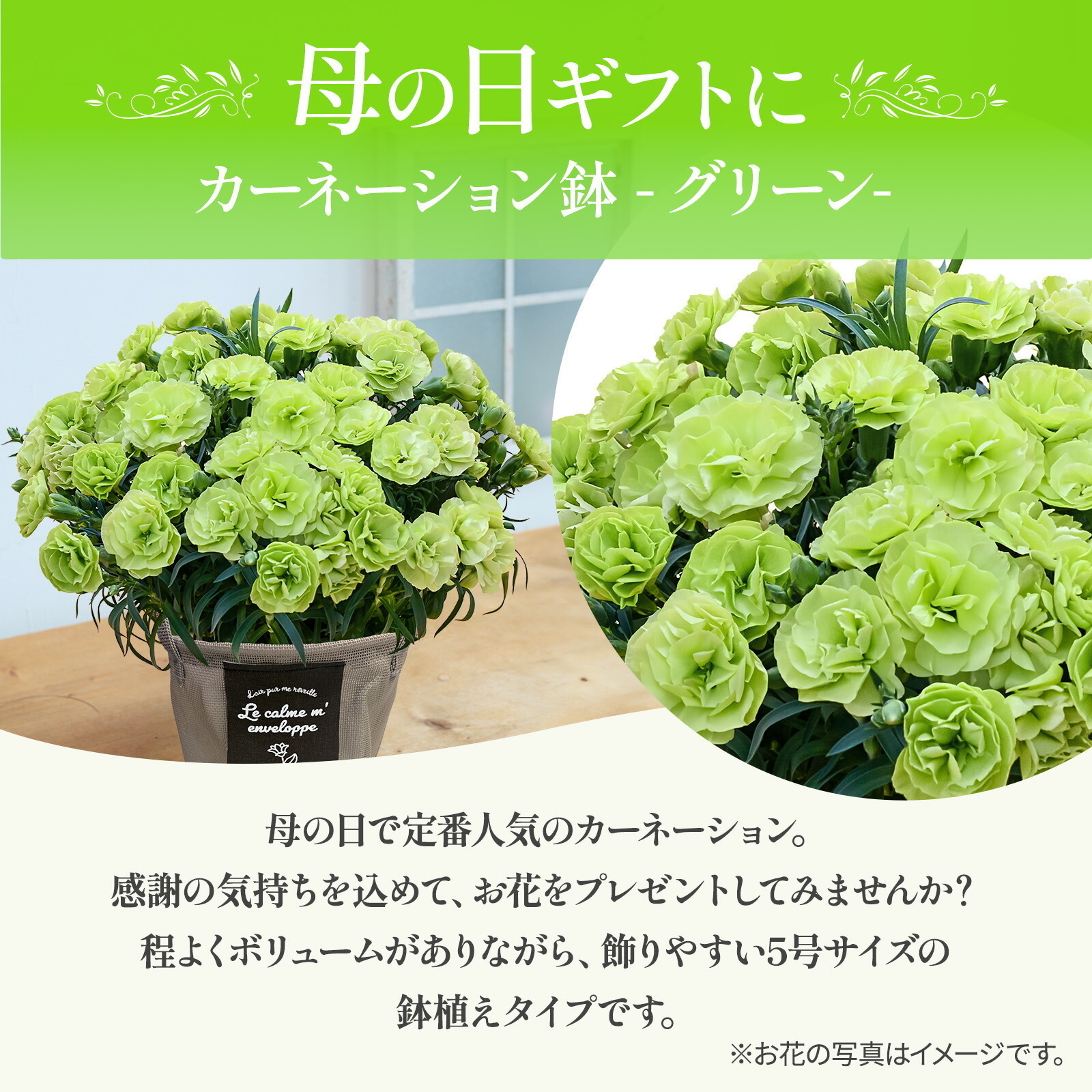 母の日までに届く】鉢植え カーネーション 緑色(スフェン) 【母の日