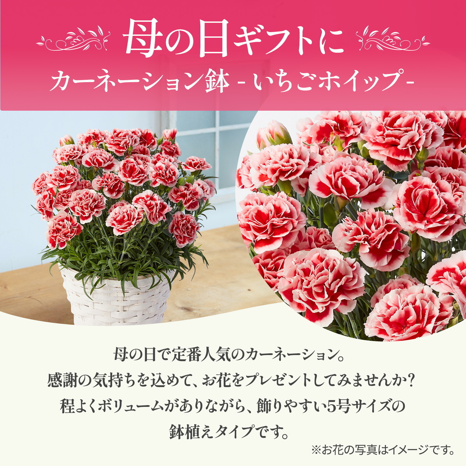 母の日までに届く】鉢植え カーネーション いちごホイップ 【母の日