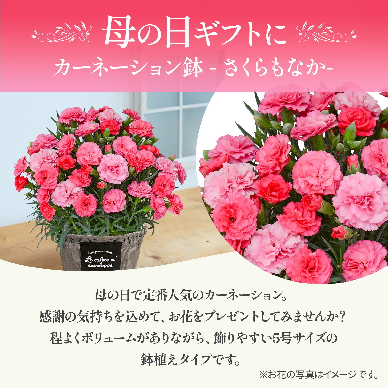 母の日までに届く】鉢植え カーネーション さくらもなか【母の日カード