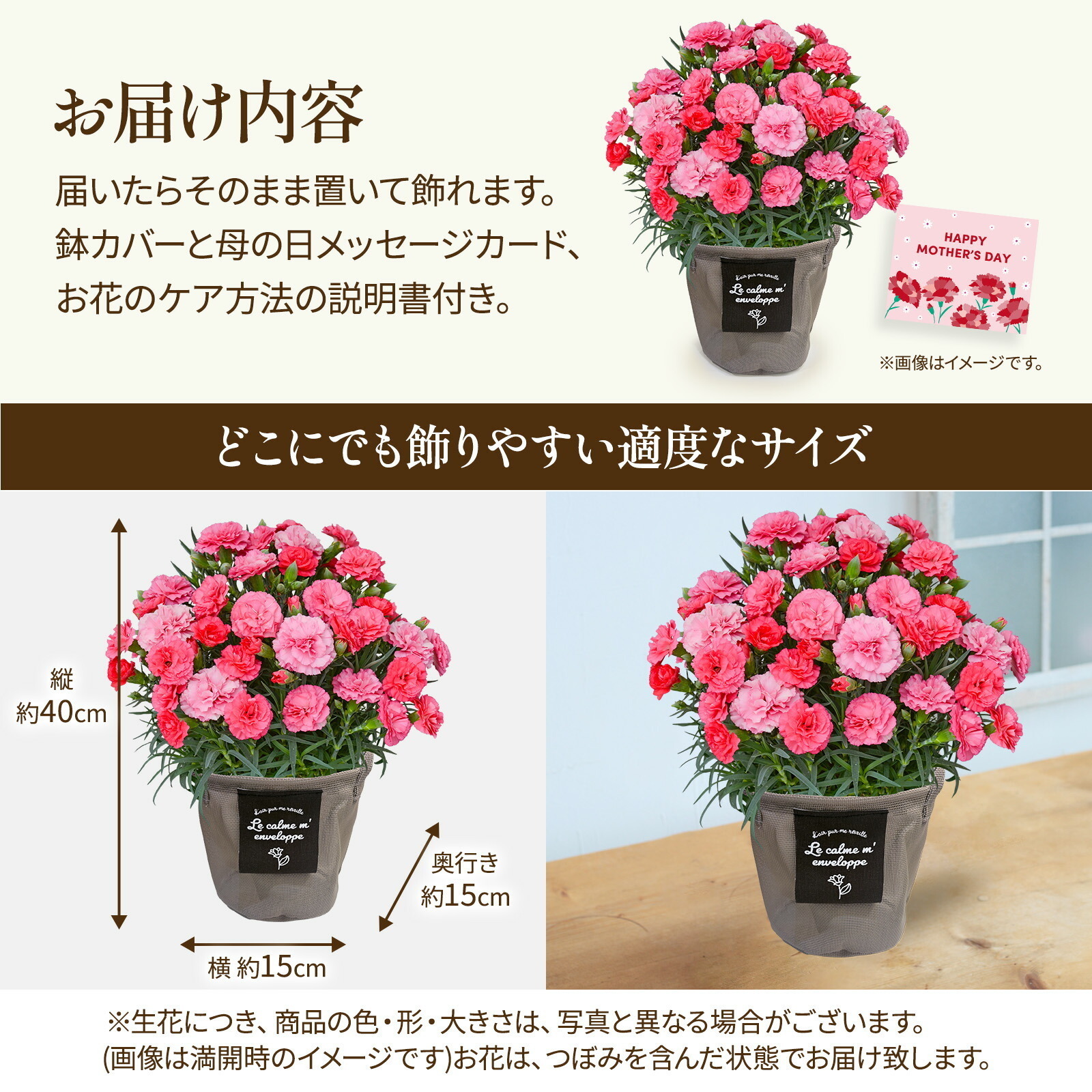 母の日までに届く】鉢植え カーネーション さくらもなか【母の日カード