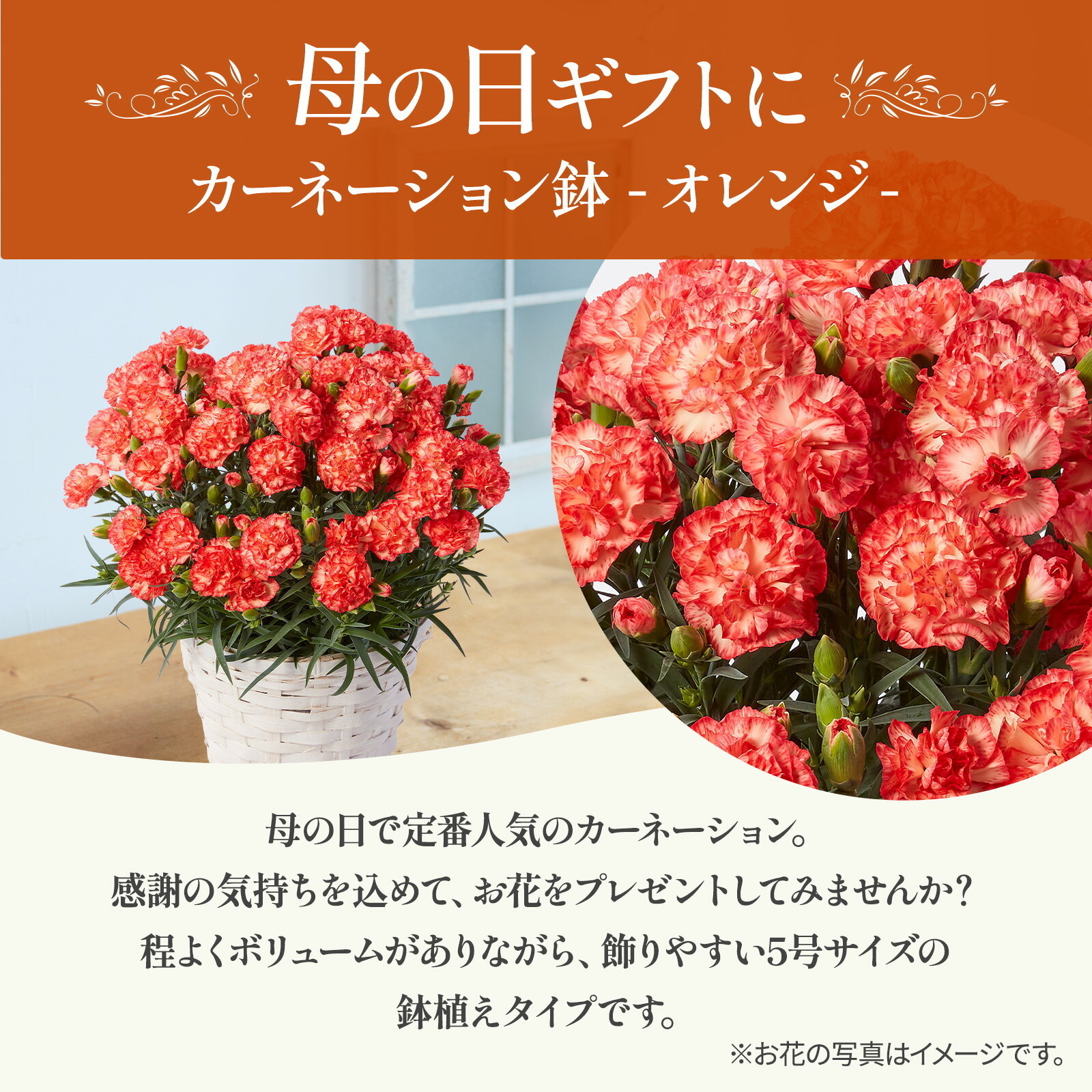 鉢植え カーネーション オレンジ(テキーラ)【母の日カード付き】