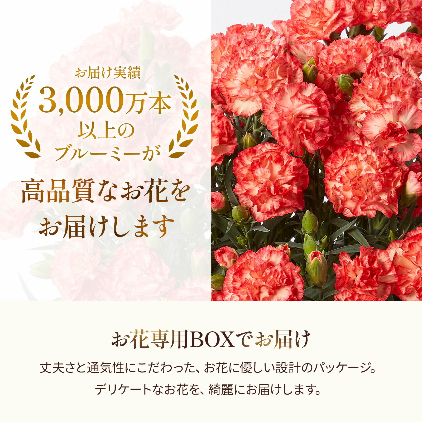 鉢植え カーネーション オレンジ(テキーラ)【母の日カード付き】