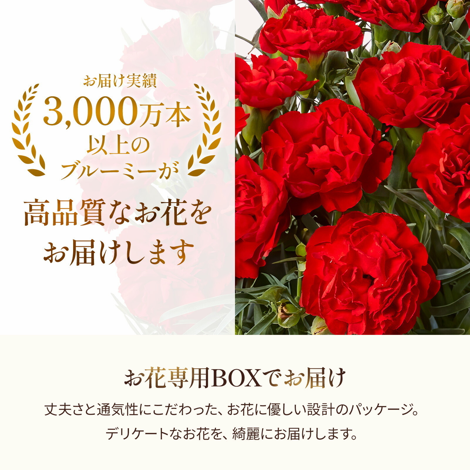 鉢植え カーネーション 赤色 と アンリ・シャルパンティエ しあわせサブレ のセット【母の日カード付き】