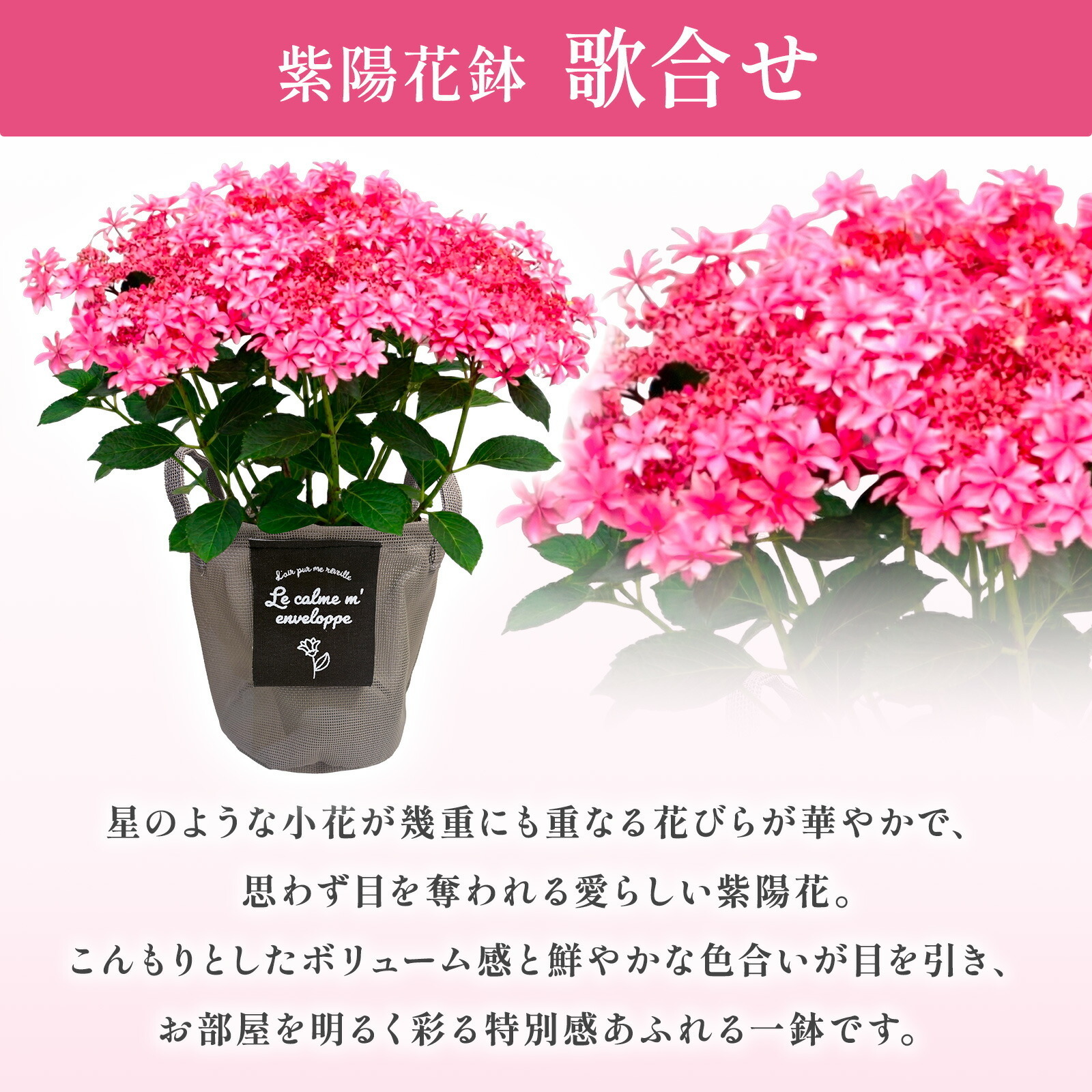 鉢植え あじさい 紫陽花 5号鉢 歌合せ【母の日カード付き】
