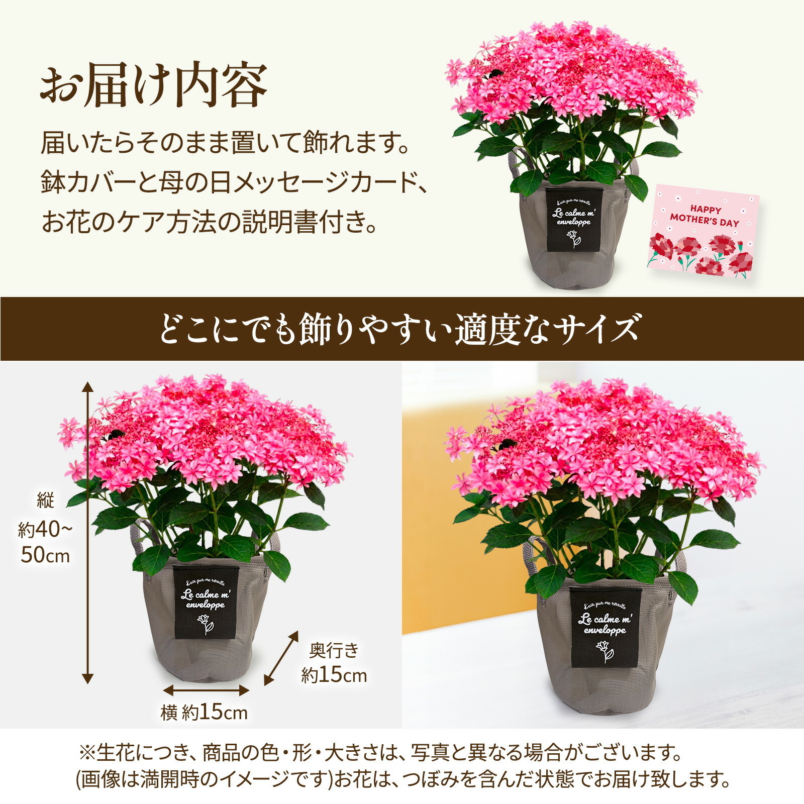 鉢植え あじさい 紫陽花 5号鉢 歌合せ【母の日カード付き】