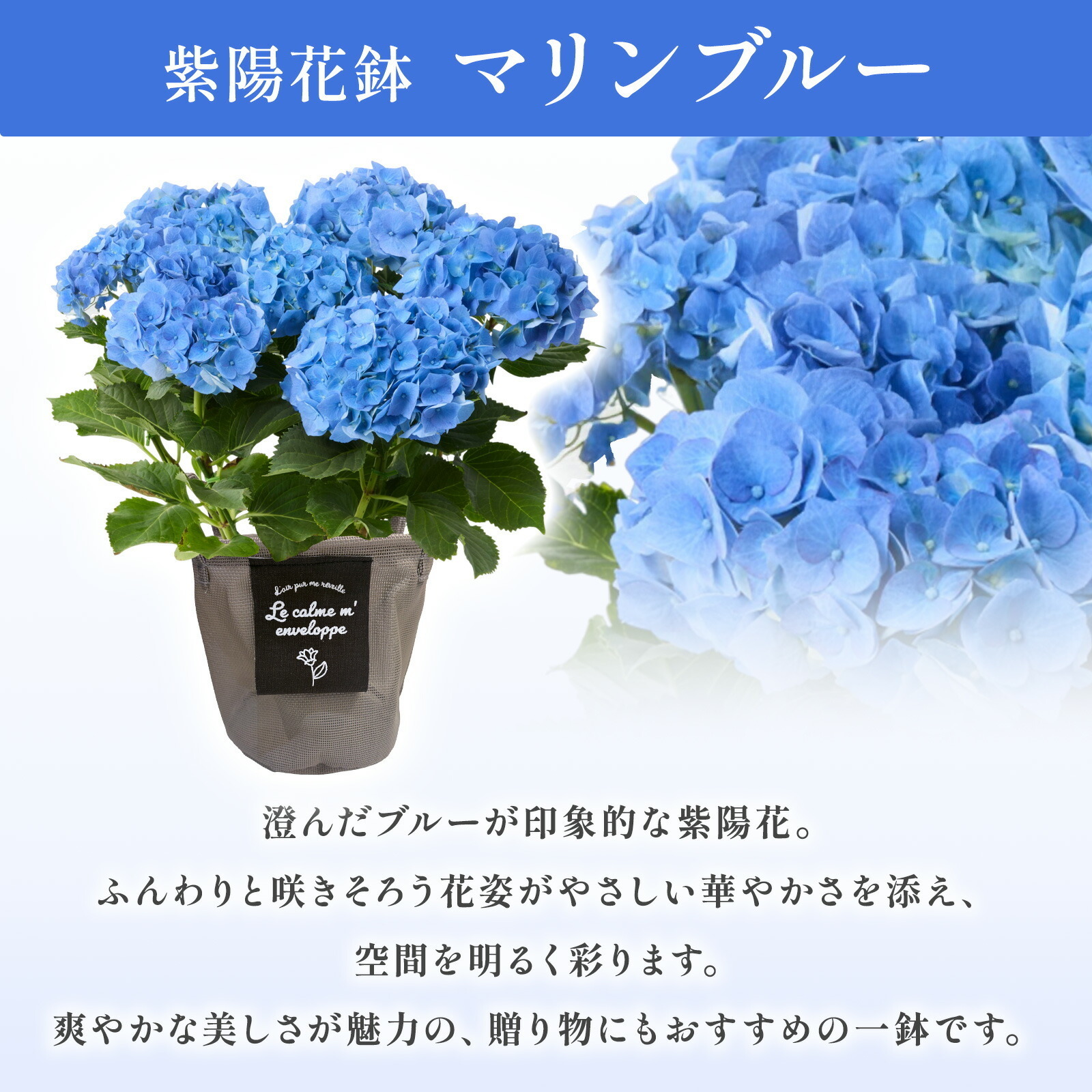母の日までに届く】鉢植え あじさい 紫陽花 5号鉢 青色(マリンブルー
