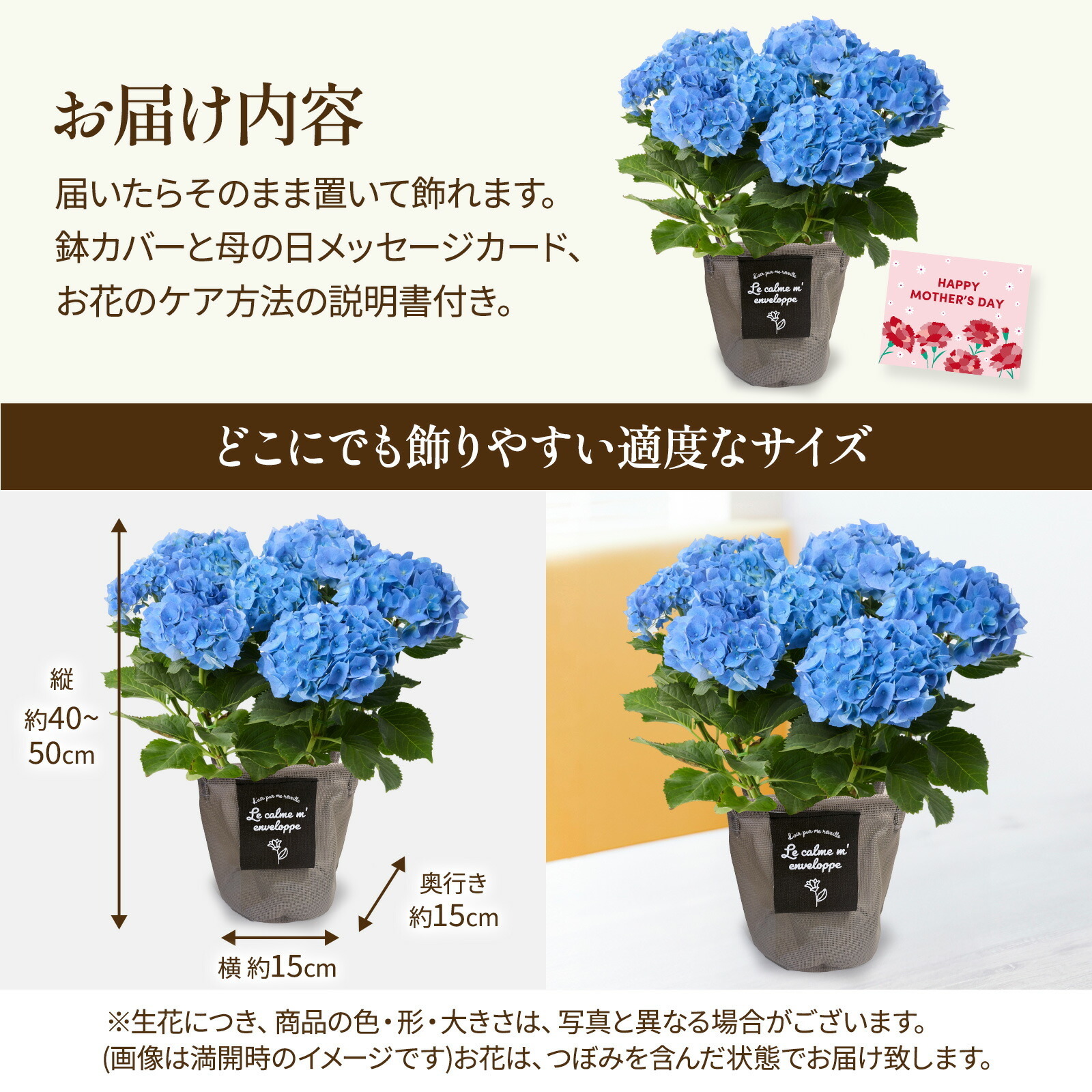 母の日までに届く】鉢植え あじさい 紫陽花 5号鉢 青色(マリンブルー