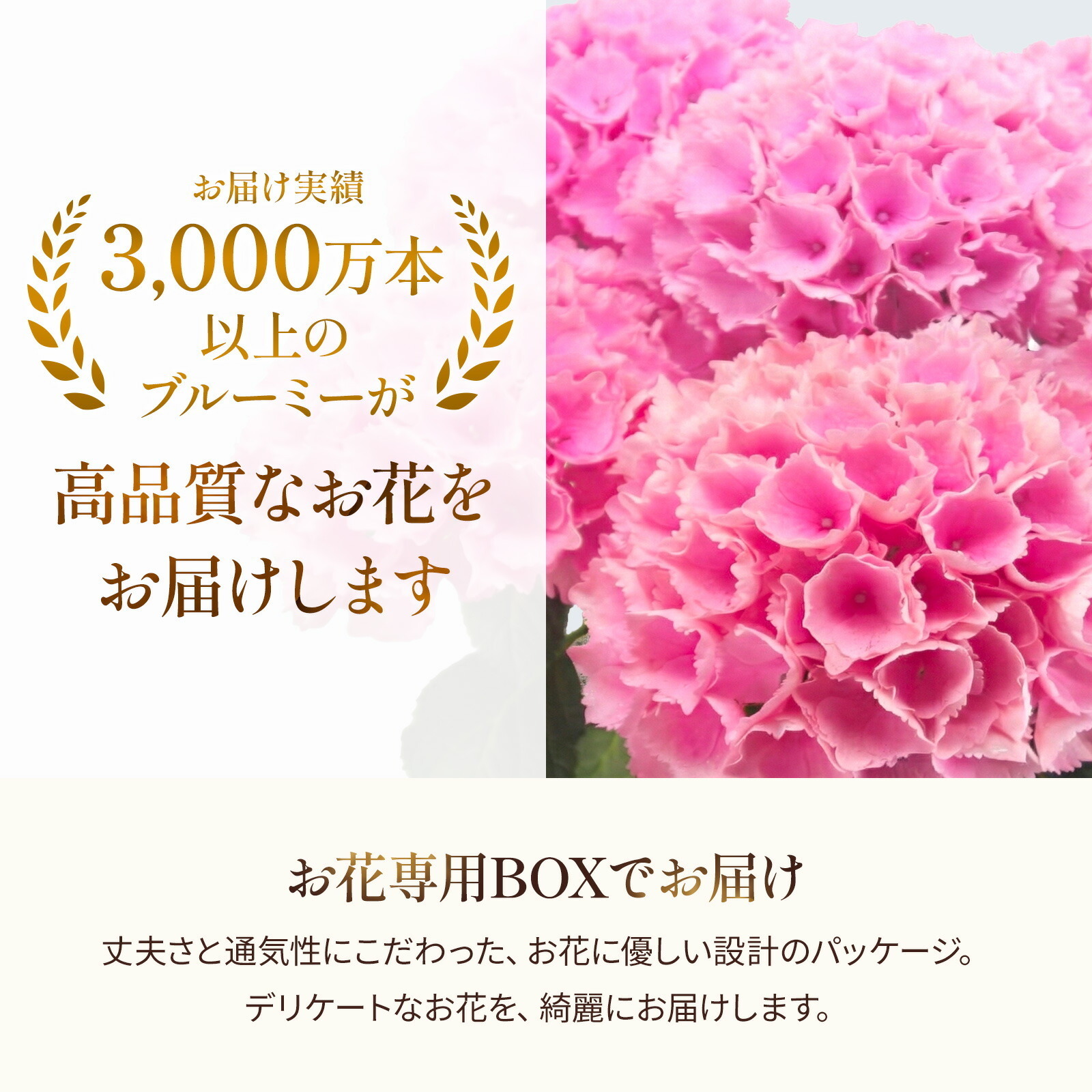 母の日までに届く】鉢植え あじさい 紫陽花 5号鉢 青色(マリンブルー