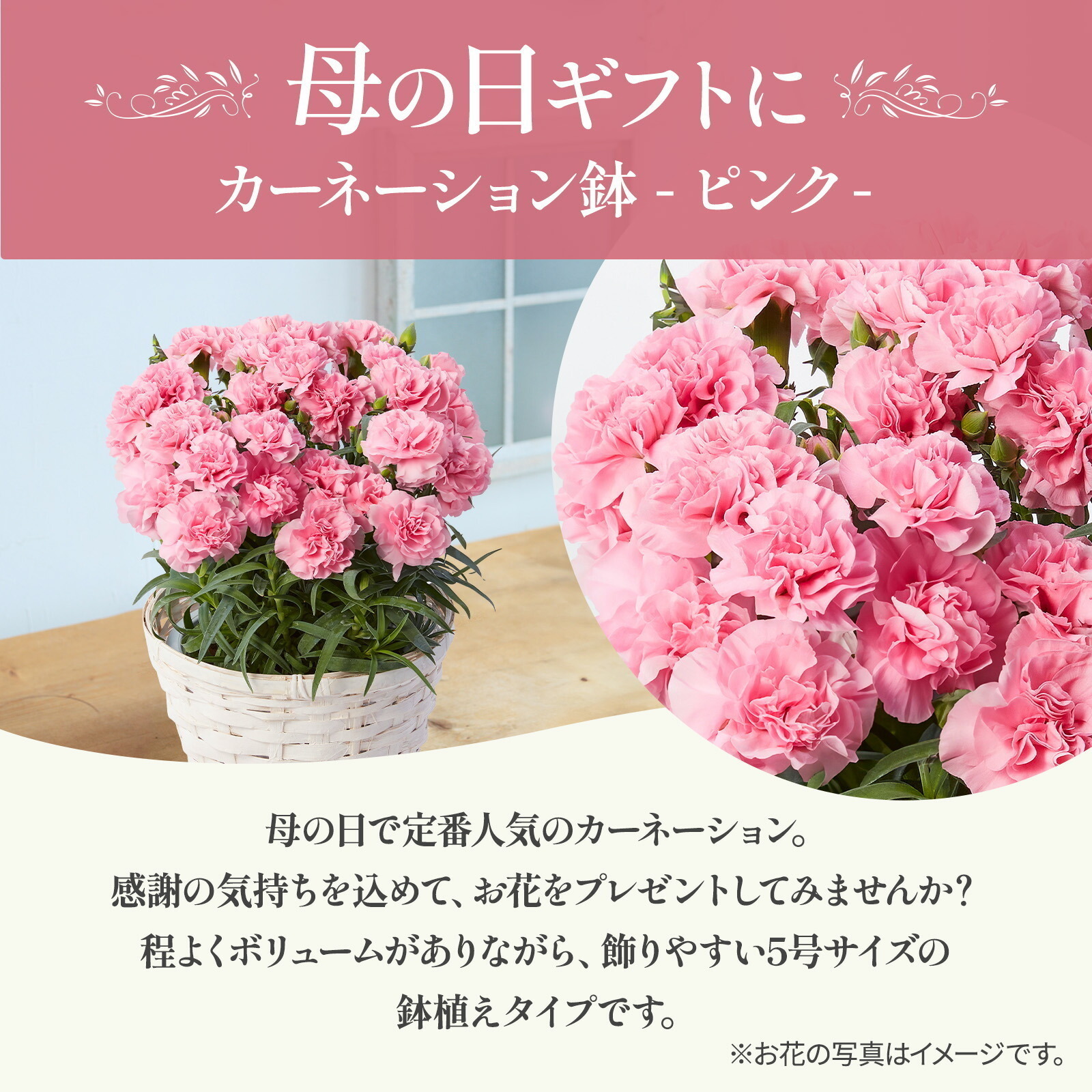⭐sale⭐カーネーション⭐付け下げ⭐ベビーピンク系 生花】国産SPカーネーション アフォガード(ベージュピンク系)藤花園