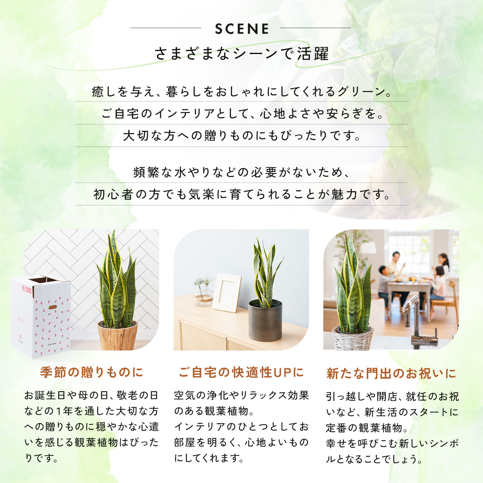 サンスベリア 5号 メタル鉢カバー | 観葉植物のギフト通販 ブルーミー