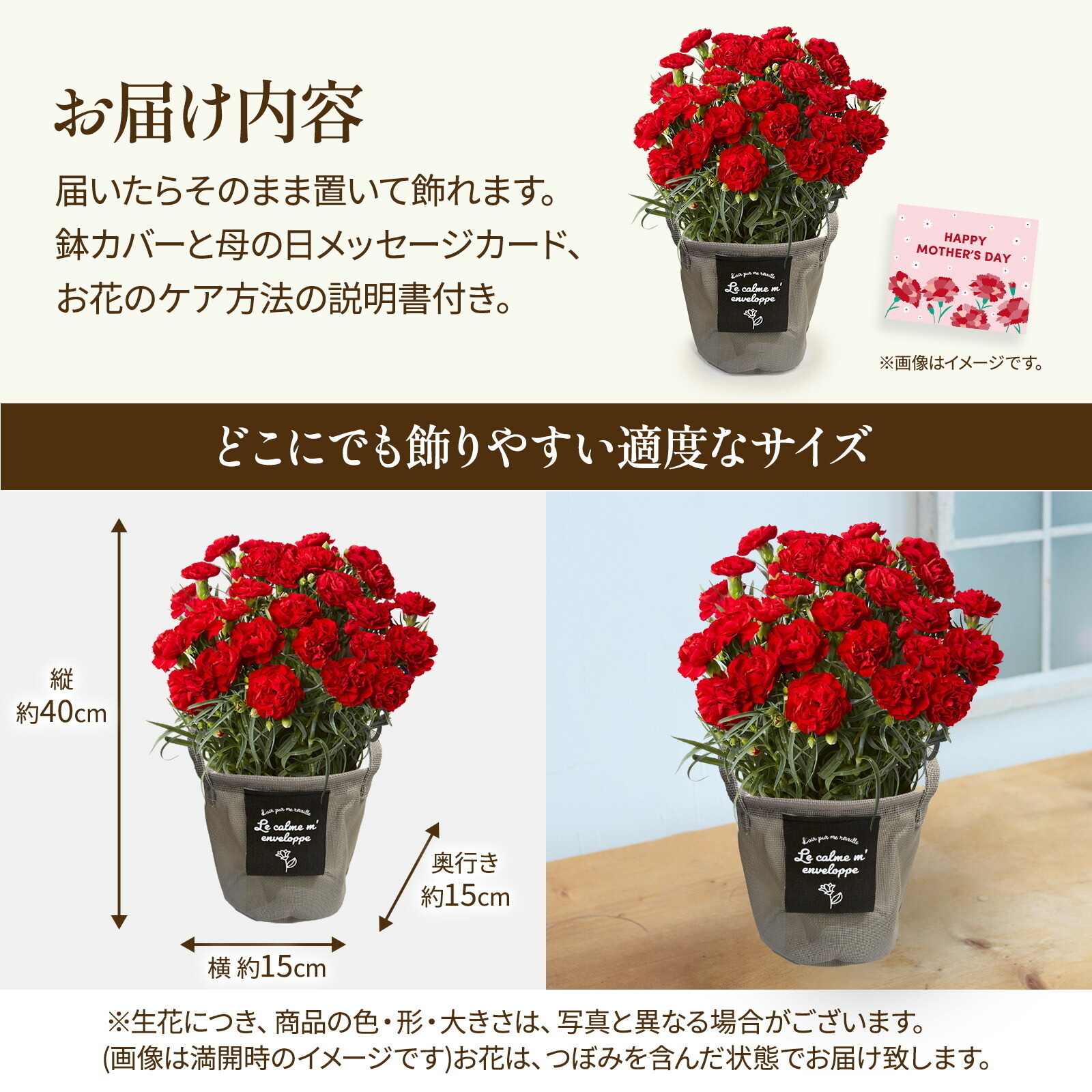 鉢植え カーネーション 赤色【母の日カード付き】