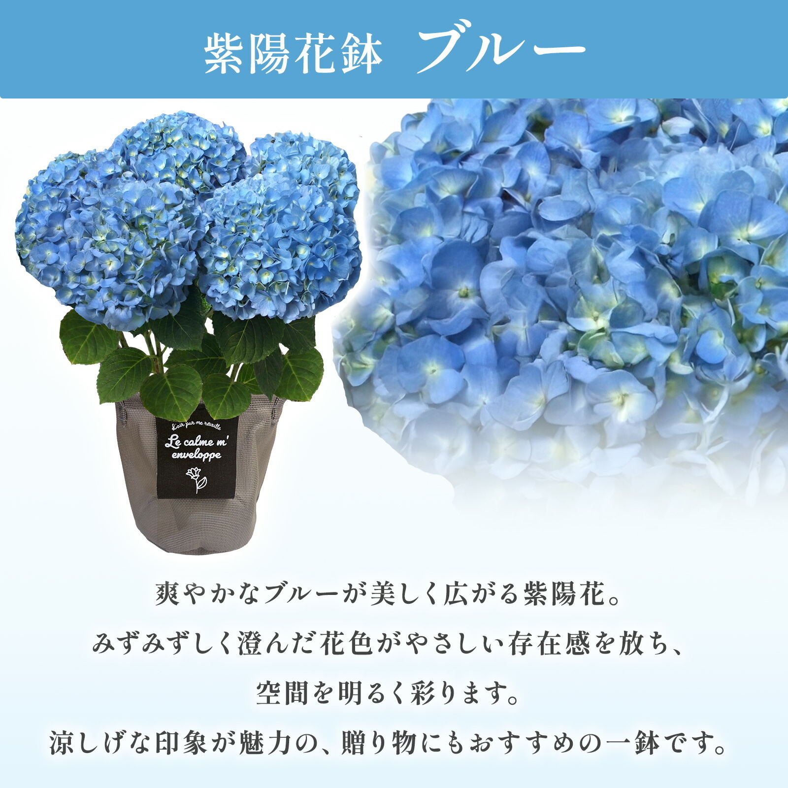 母の日までに届く】鉢植え あじさい 紫陽花 5号鉢 青色(ブルー