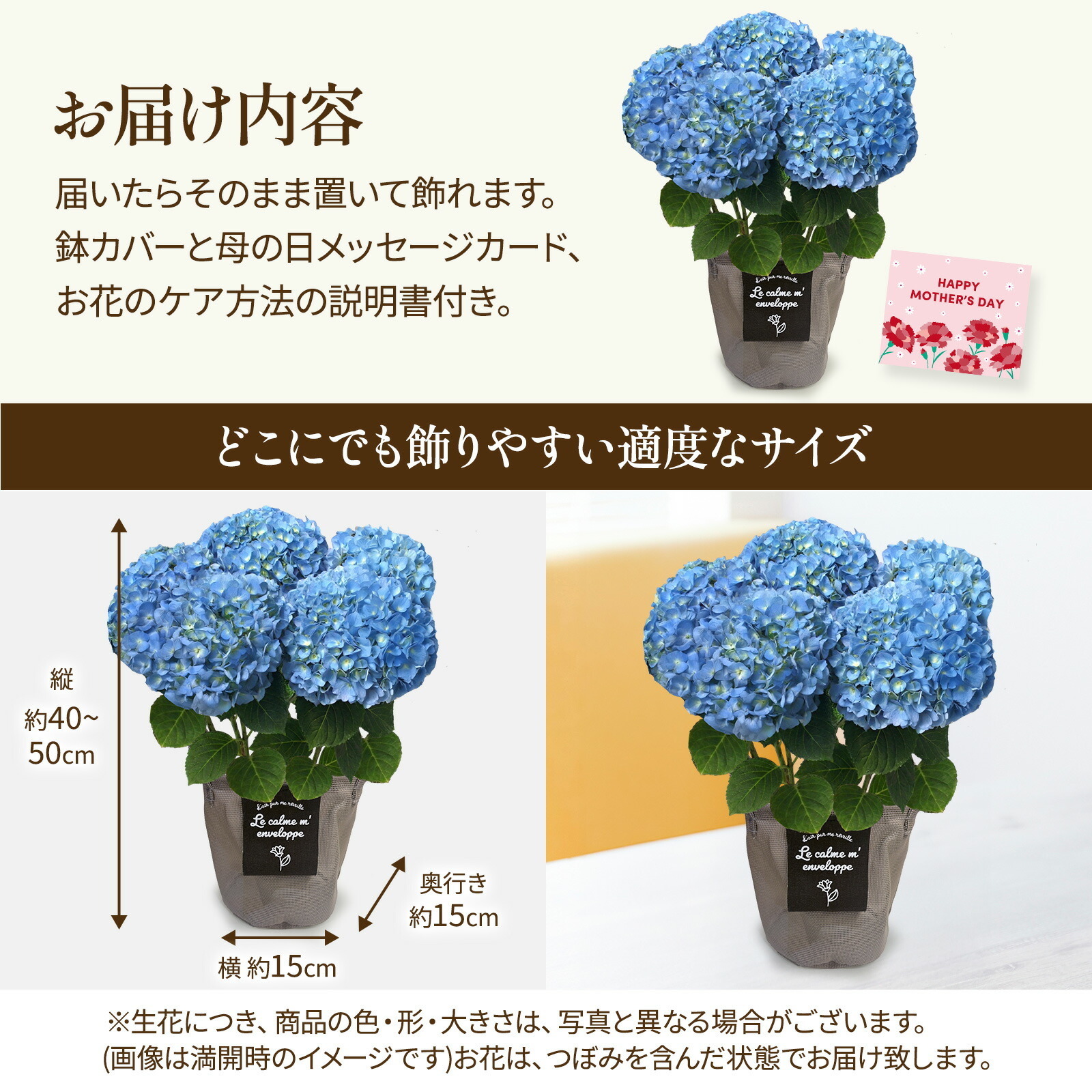 母の日までに届く】鉢植え あじさい 紫陽花 5号鉢 青色(ブルー