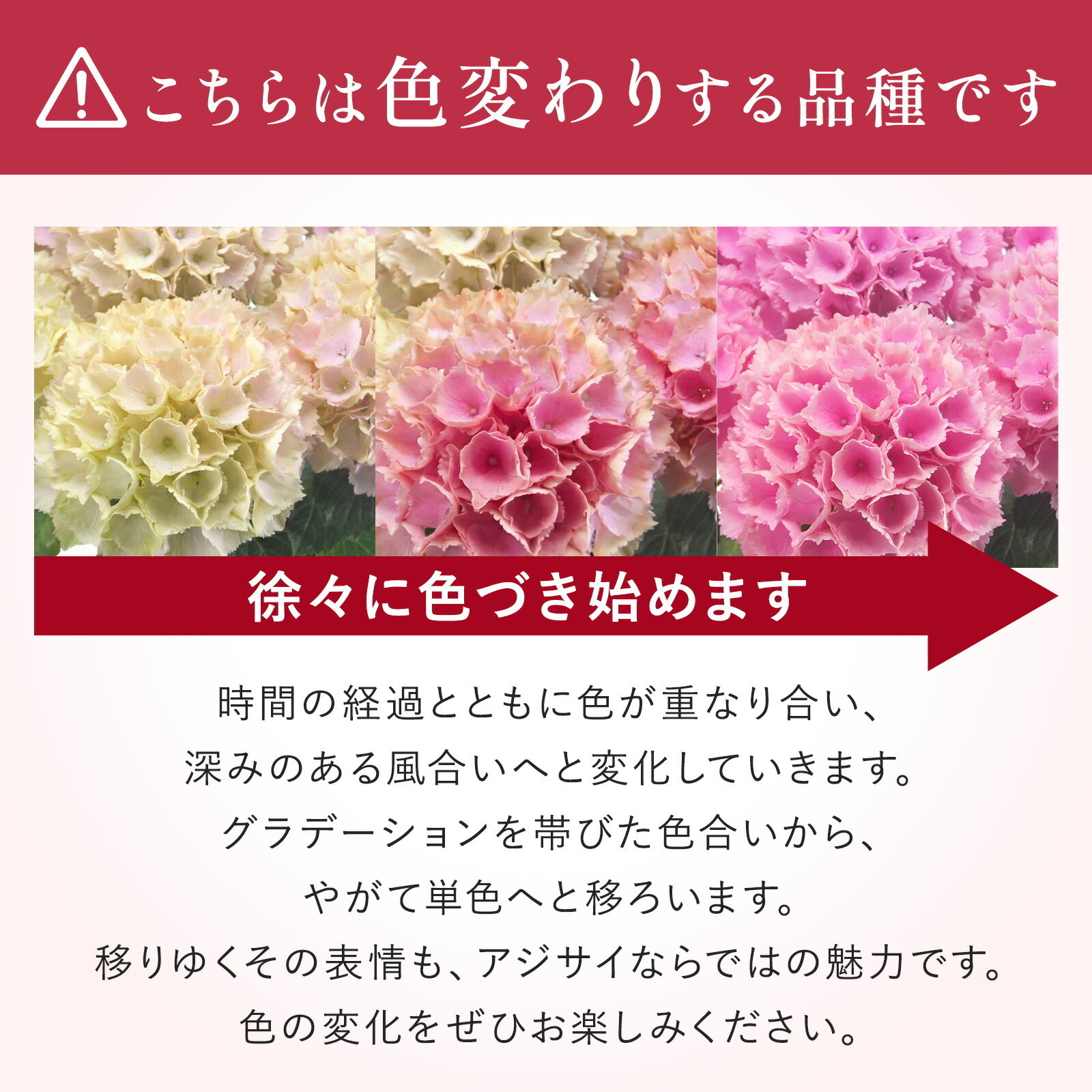 母の日までに届く】鉢植え あじさい 紫陽花 5号鉢 青色(ブルー
