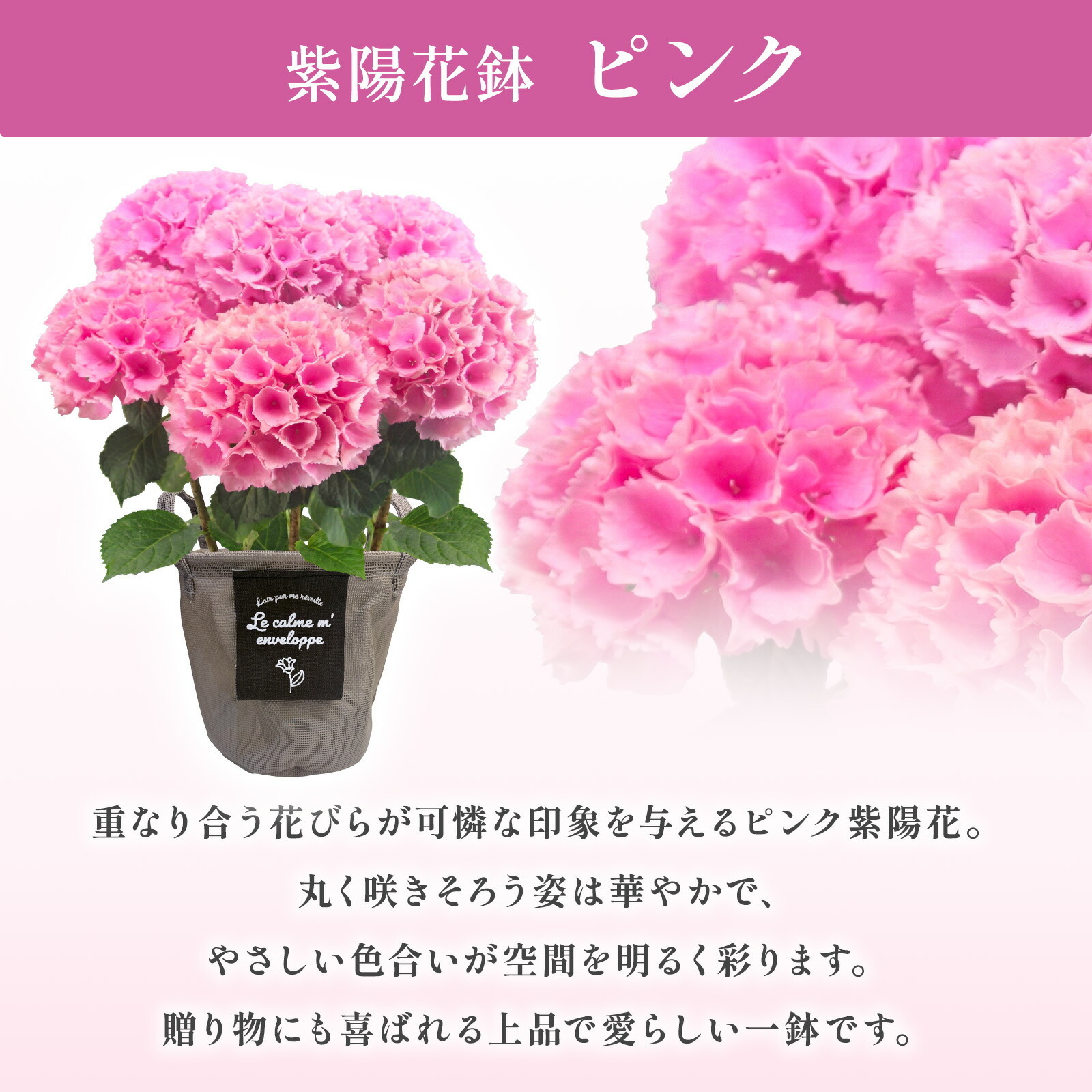 母の日までに届く】鉢植え あじさい 紫陽花 5号鉢 | お花のギフト通販