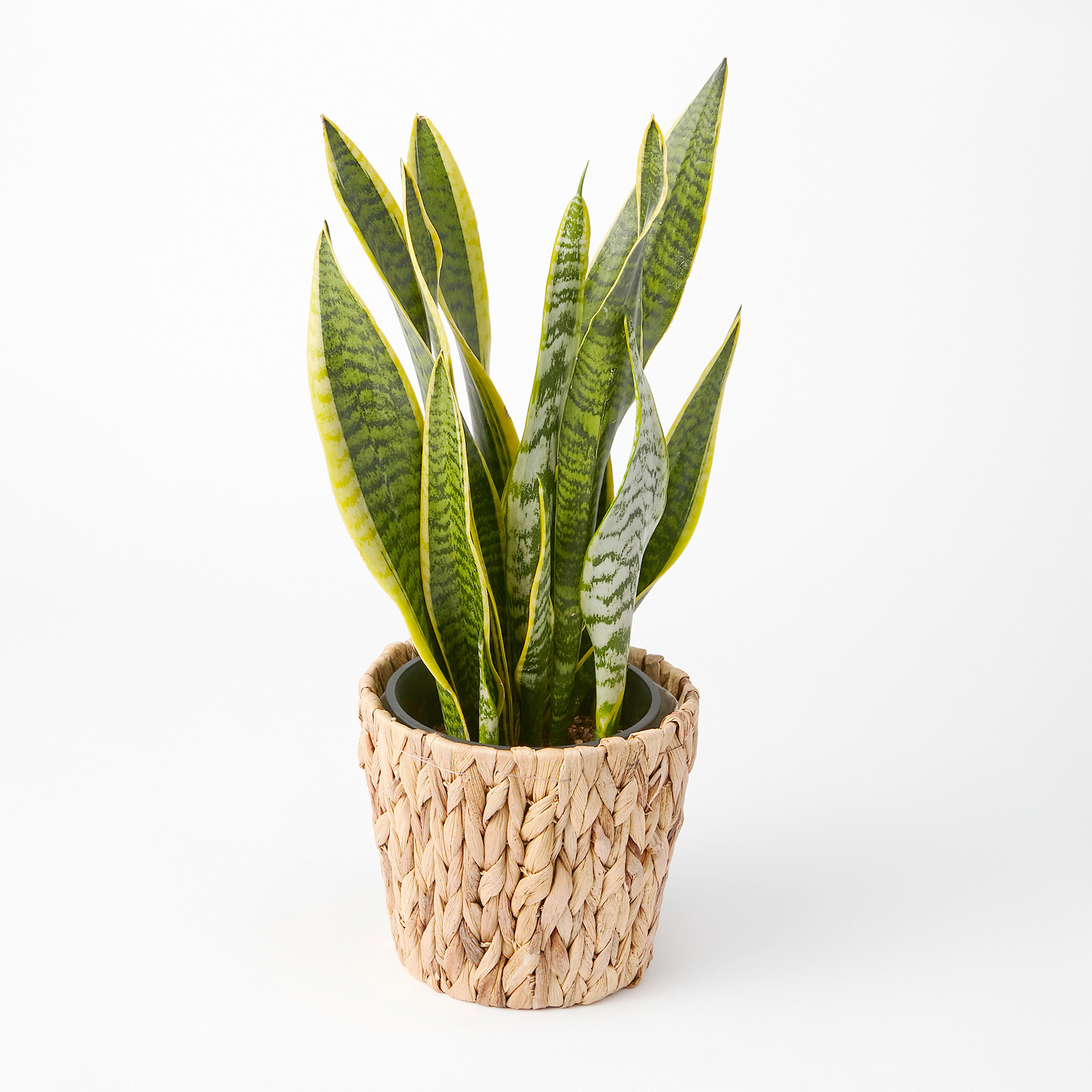 サンスベリア 5号 編み込みバスケット