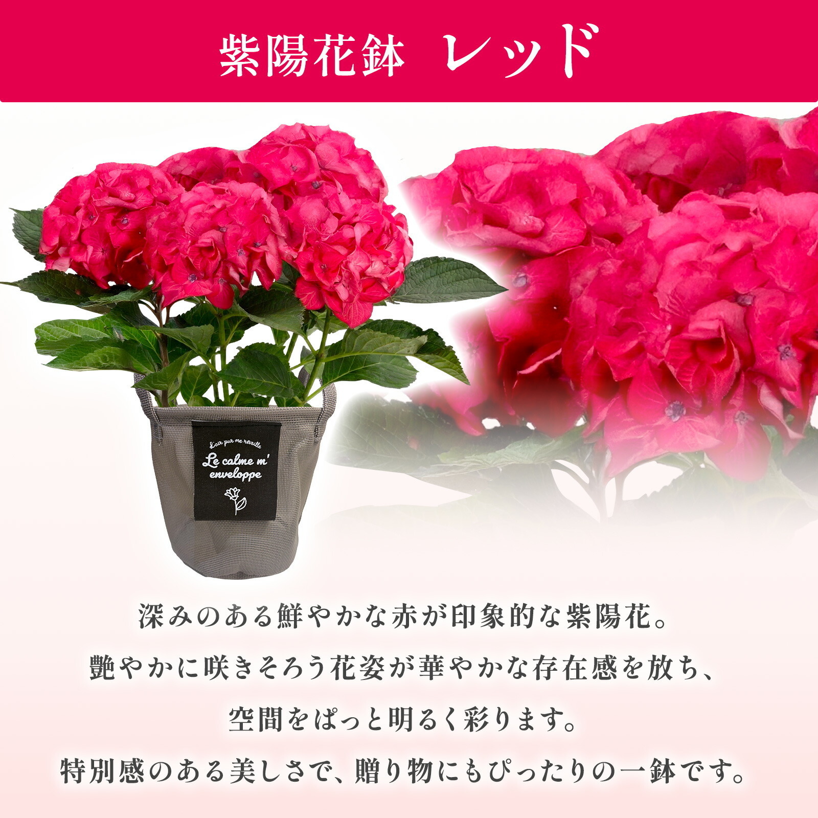 母の日までに届く】鉢植え あじさい 紫陽花 5号鉢 赤色(レッド