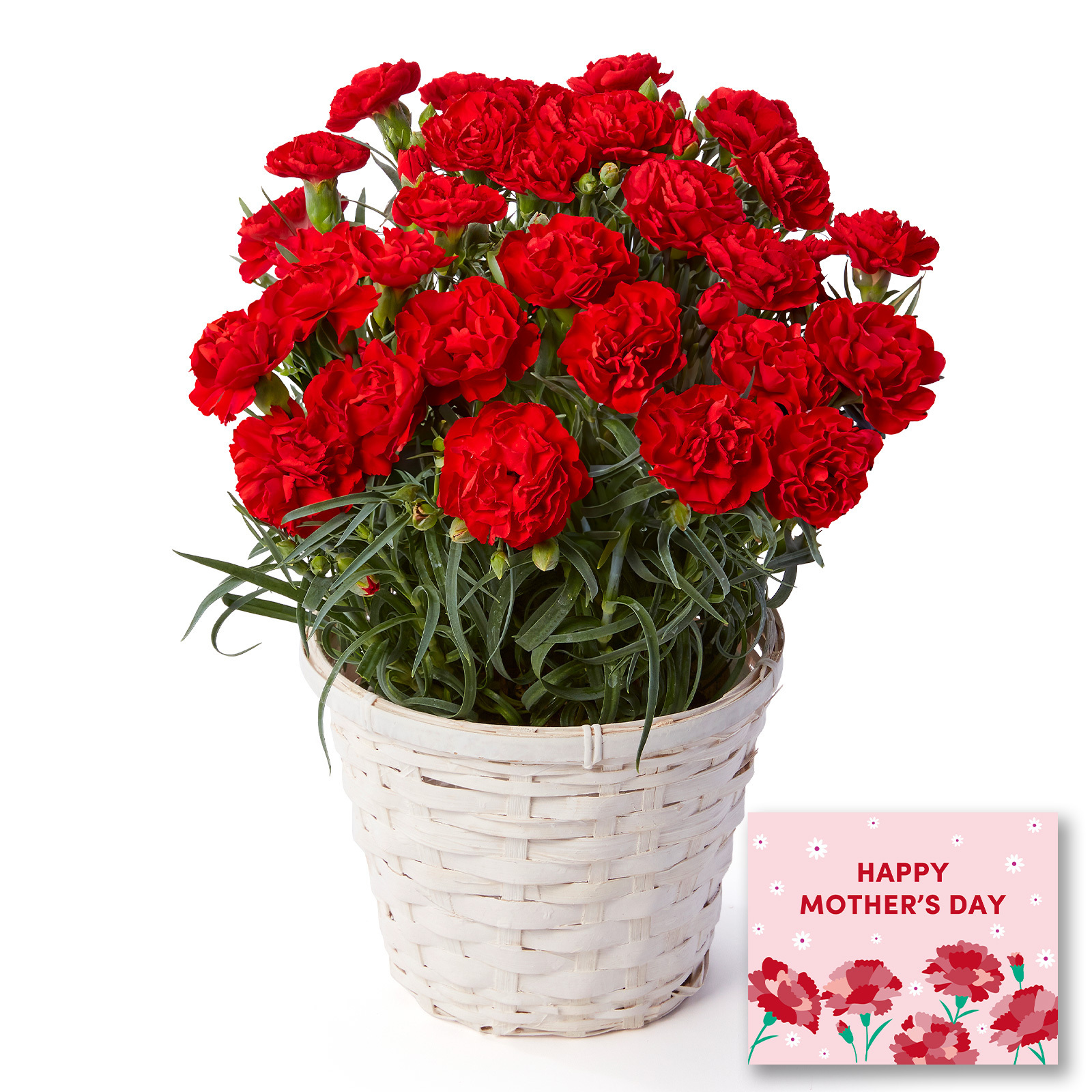 鉢植え カーネーション 赤色 編カバーホワイト【母の日カード付き】