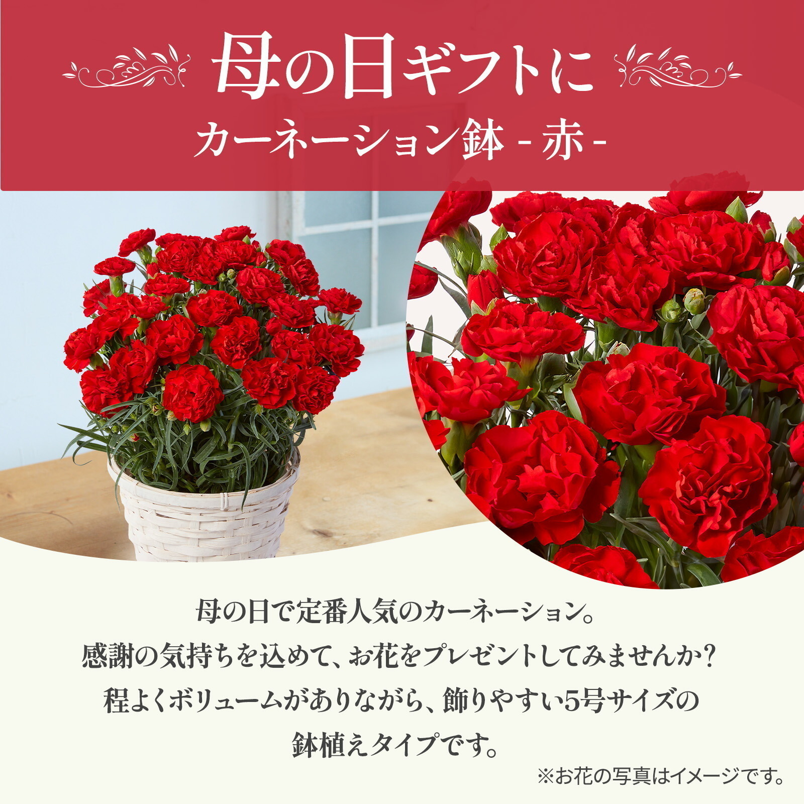 鉢植え カーネーション 赤色 編カバーホワイト【母の日カード付き】