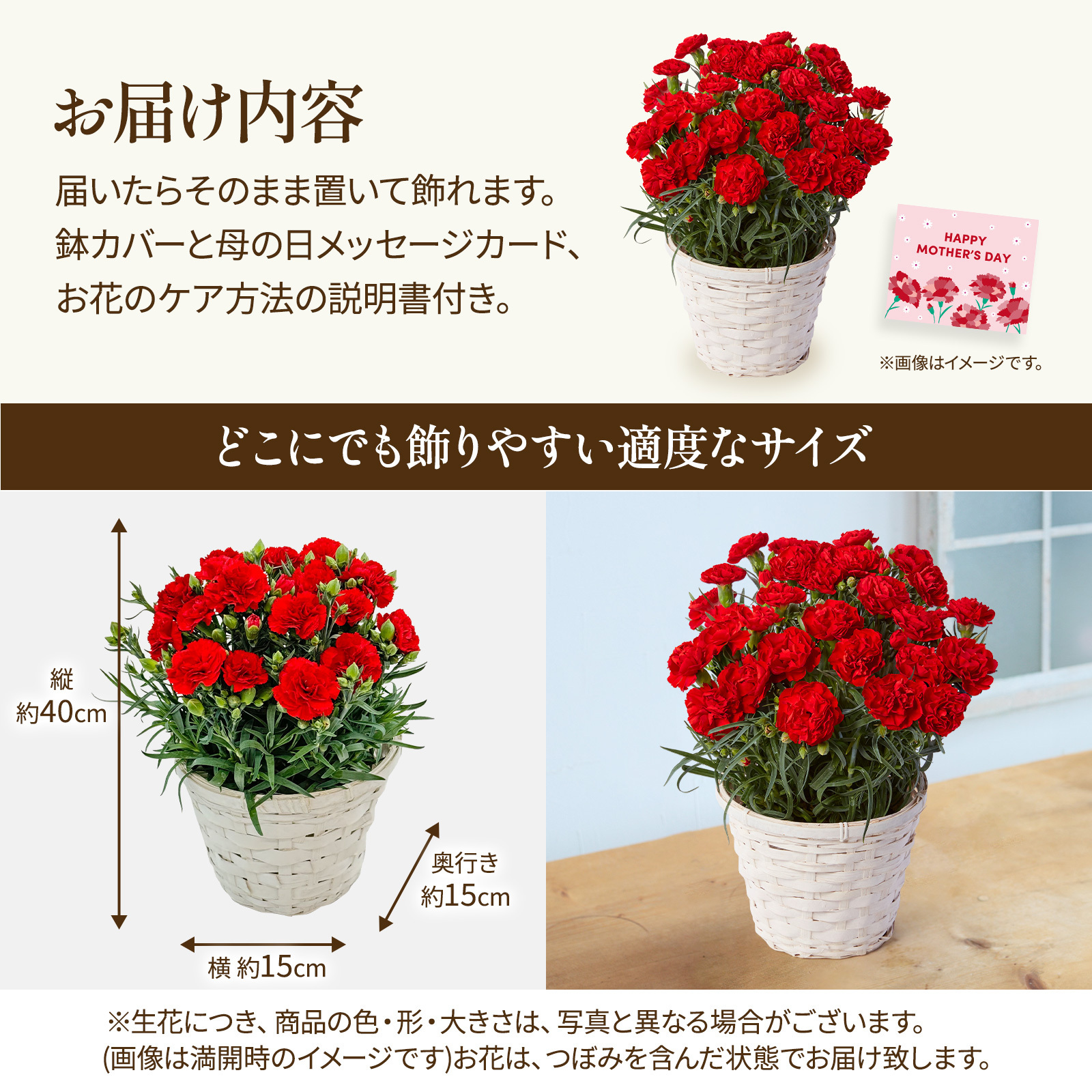 鉢植え カーネーション 赤色 編カバーホワイト【母の日カード付き】