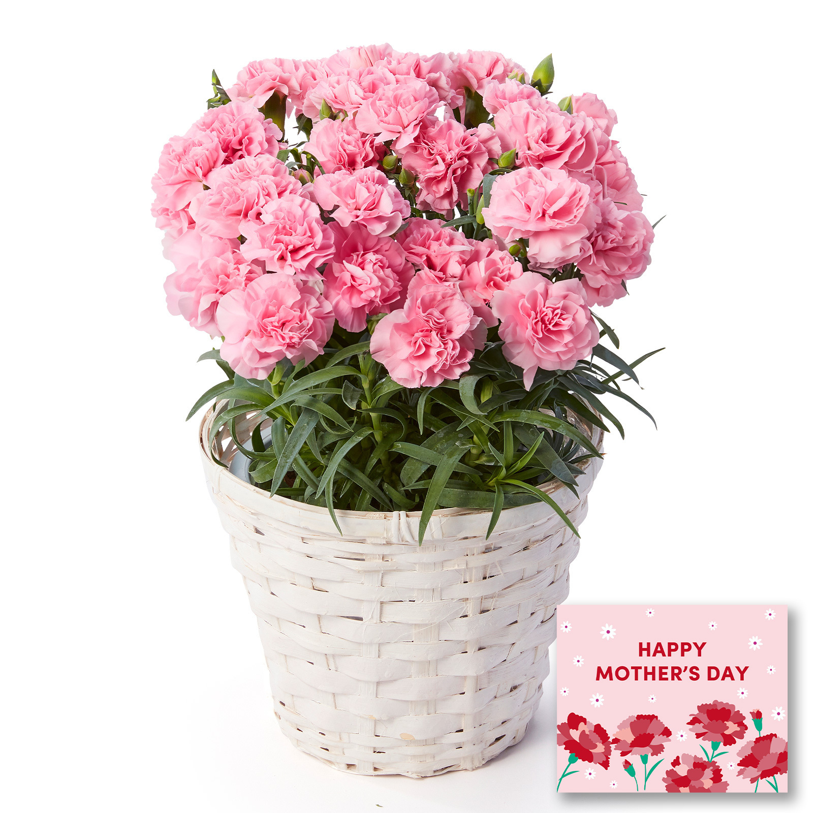 鉢植え カーネーション ピンク(クレア) 編カバーホワイト【母の日カード付き】