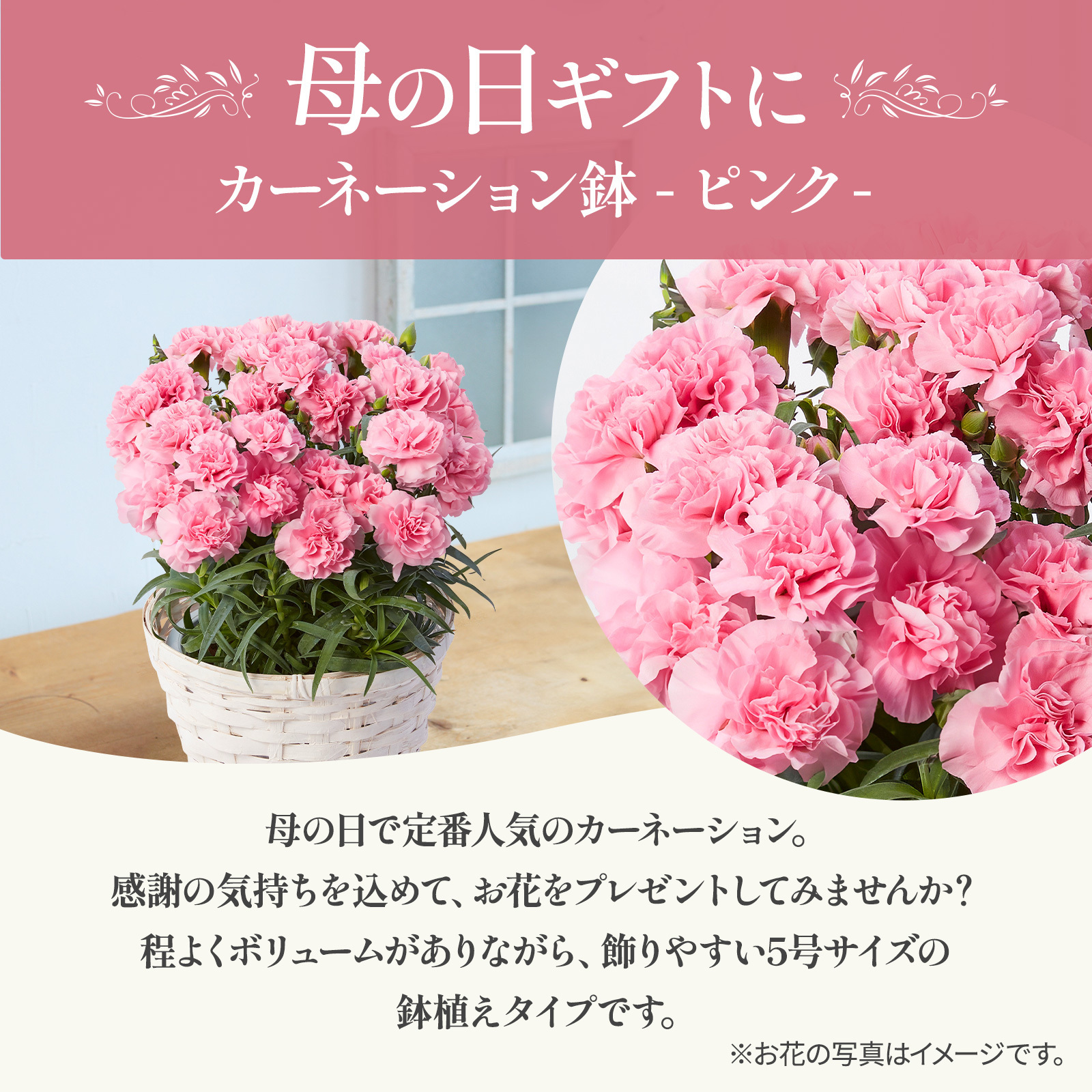 鉢植え カーネーション ピンク(クレア) 編カバーホワイト【母の日カード付き】
