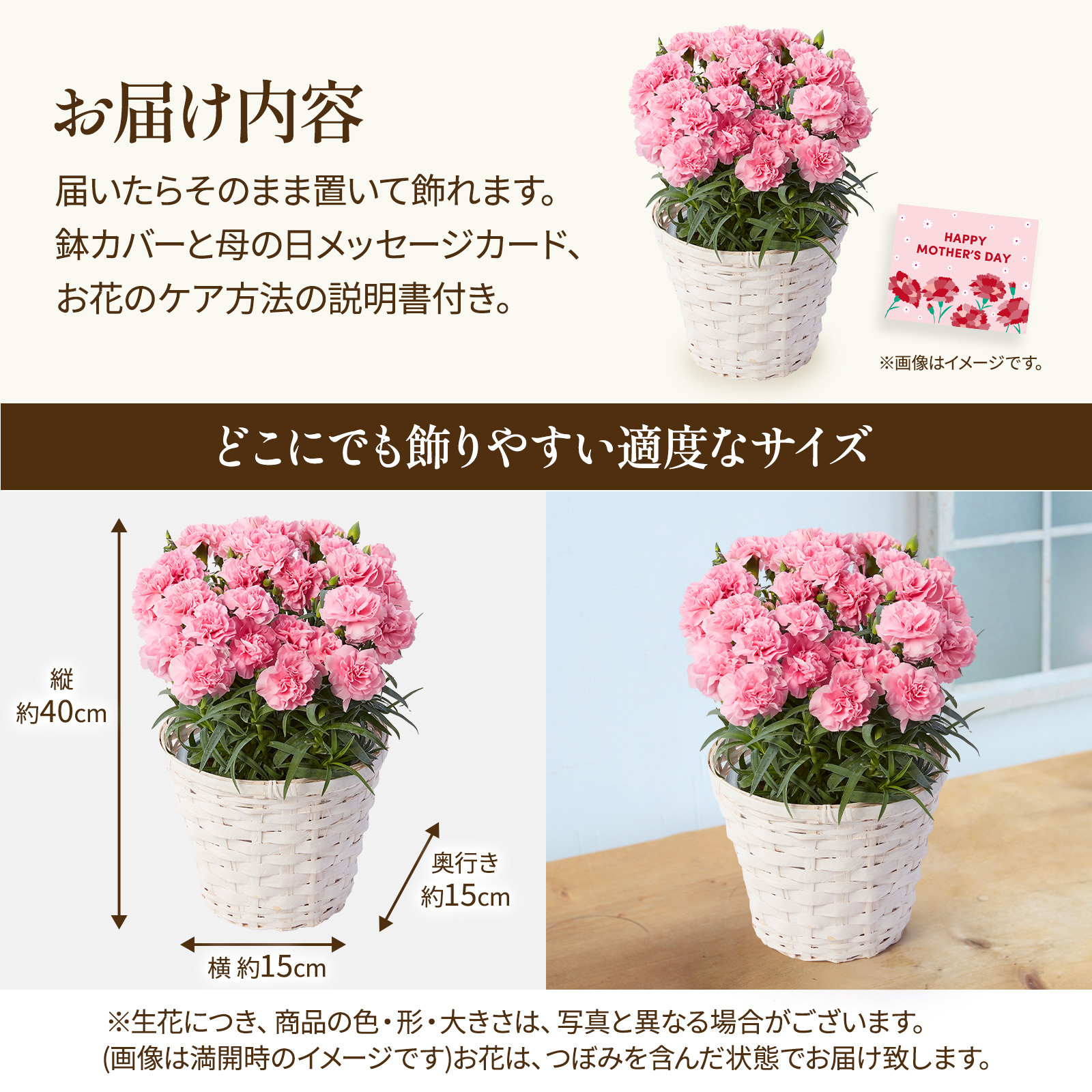 鉢植え カーネーション ピンク(クレア) 編カバーホワイト【母の日カード付き】