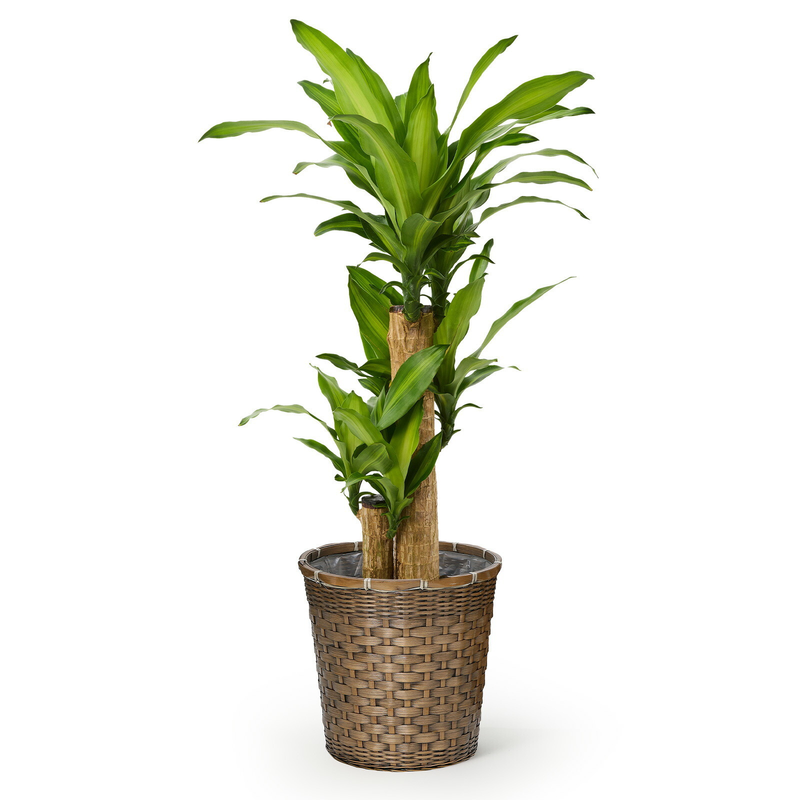 幸福の木　ドラセナ・マッサンゲアナ　７号 編み込みバスケット