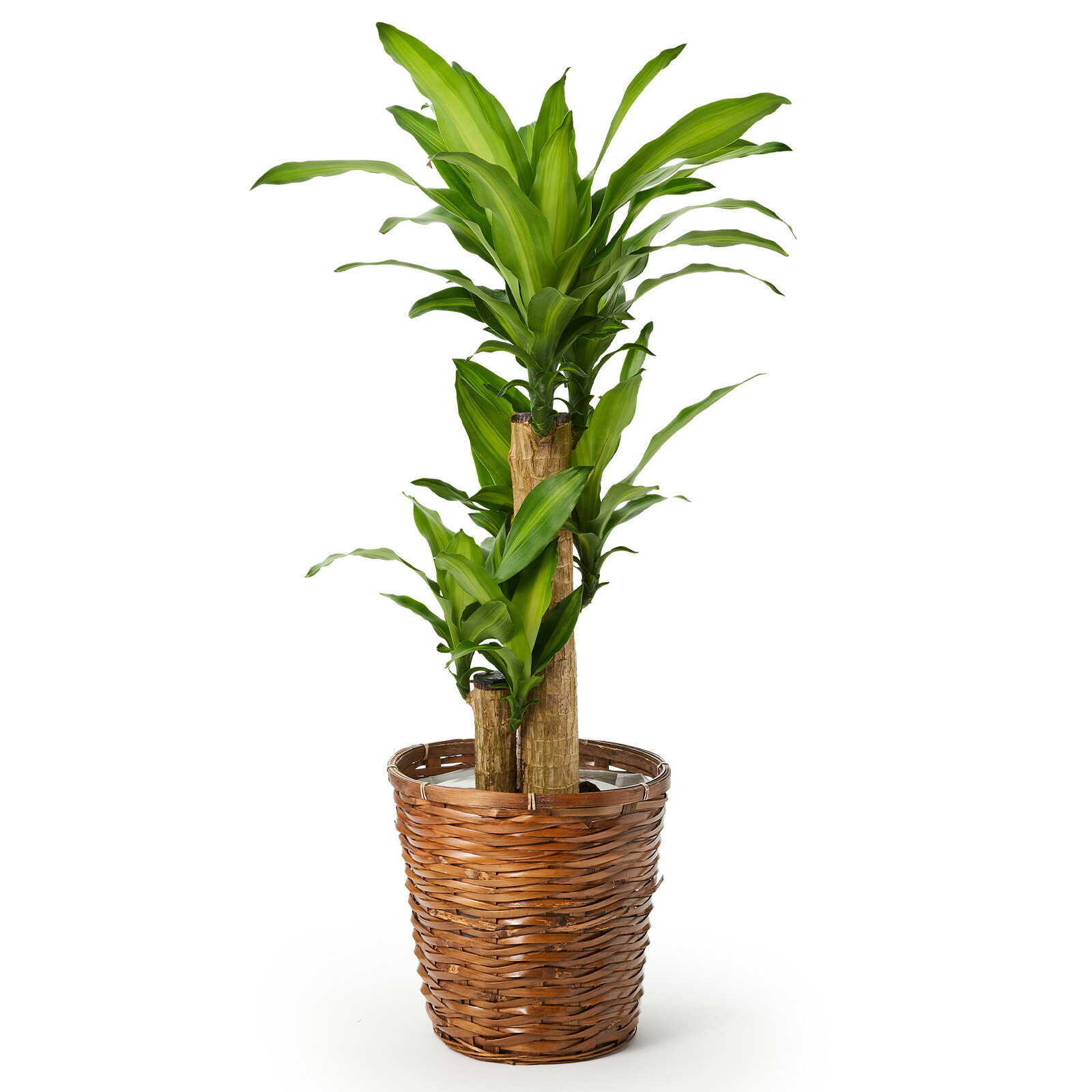 幸福の木　ドラセナ・マッサンゲアナ　７号 かご