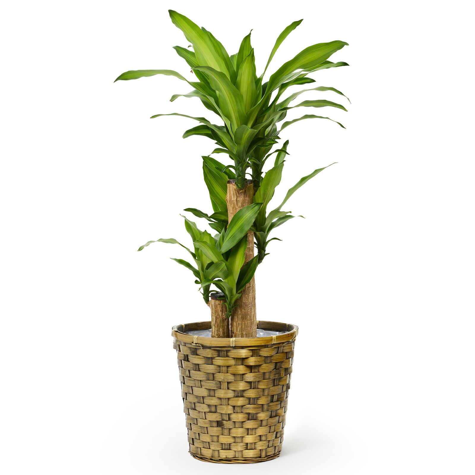 幸福の木　ドラセナ・マッサンゲアナ　７号 木目かご