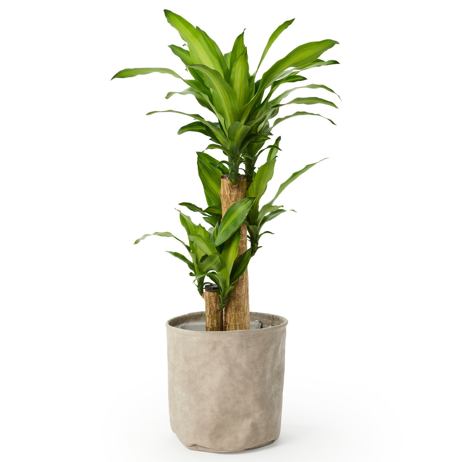 幸福の木　ドラセナ・マッサンゲアナ　７号 レザー調カバー