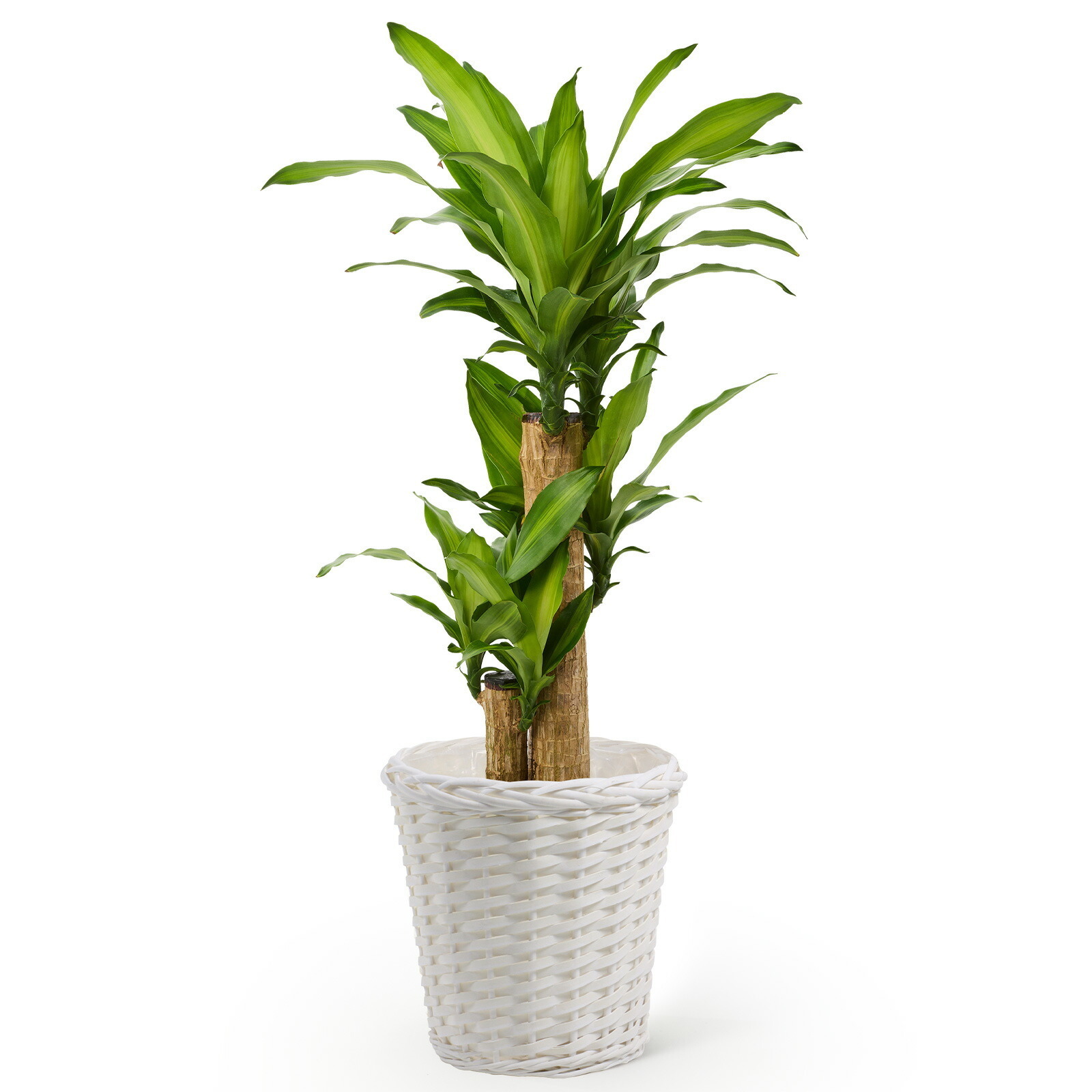 幸福の木　ドラセナ・マッサンゲアナ　７号 白かご