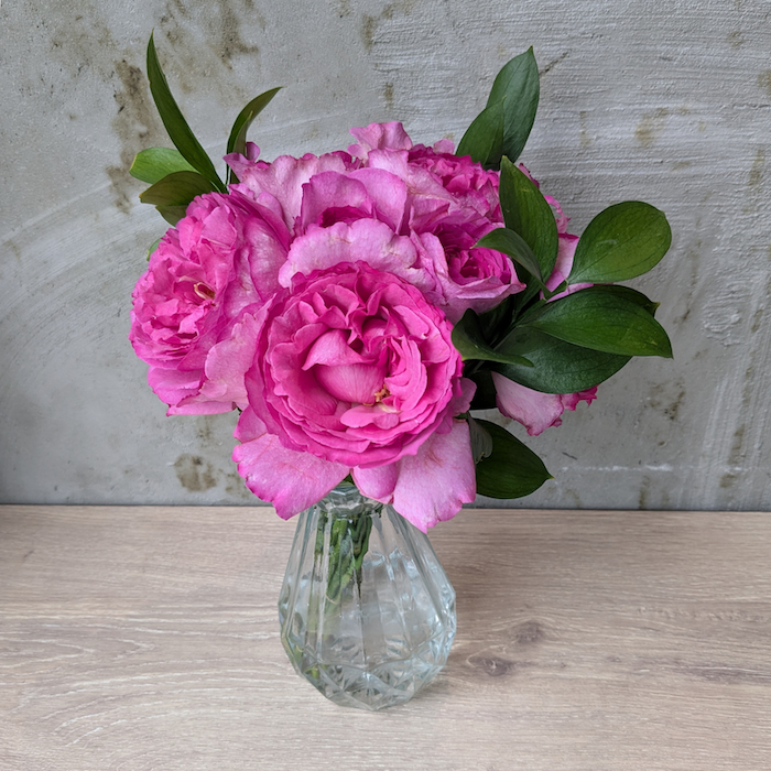 芳醇に香る フレグランスローズ（イブピアッチェ）