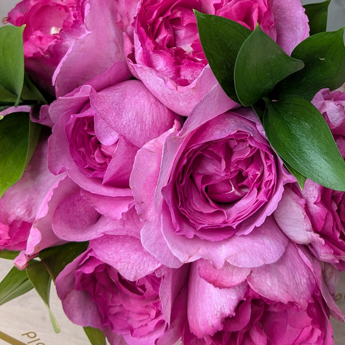 芳醇に香る フレグランスローズ（イブピアッチェ）