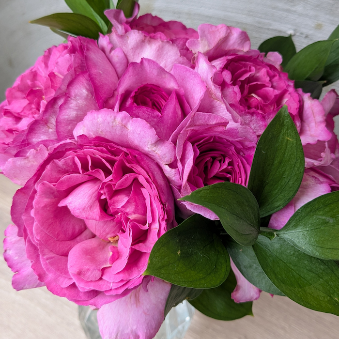 芳醇に香る フレグランスローズ（イブピアッチェ）