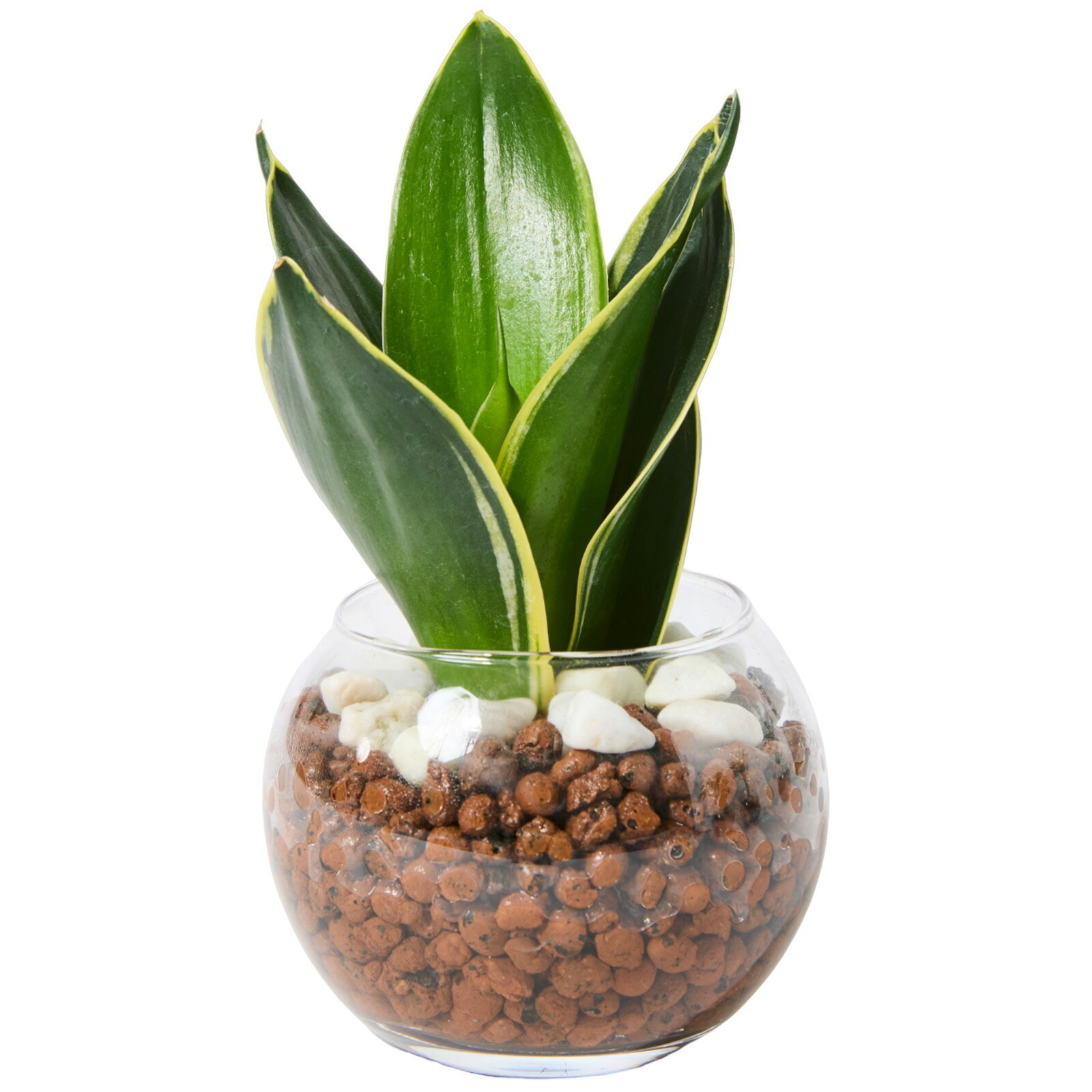 サンスベリア ３号 ハイドロカルチャー 観葉植物