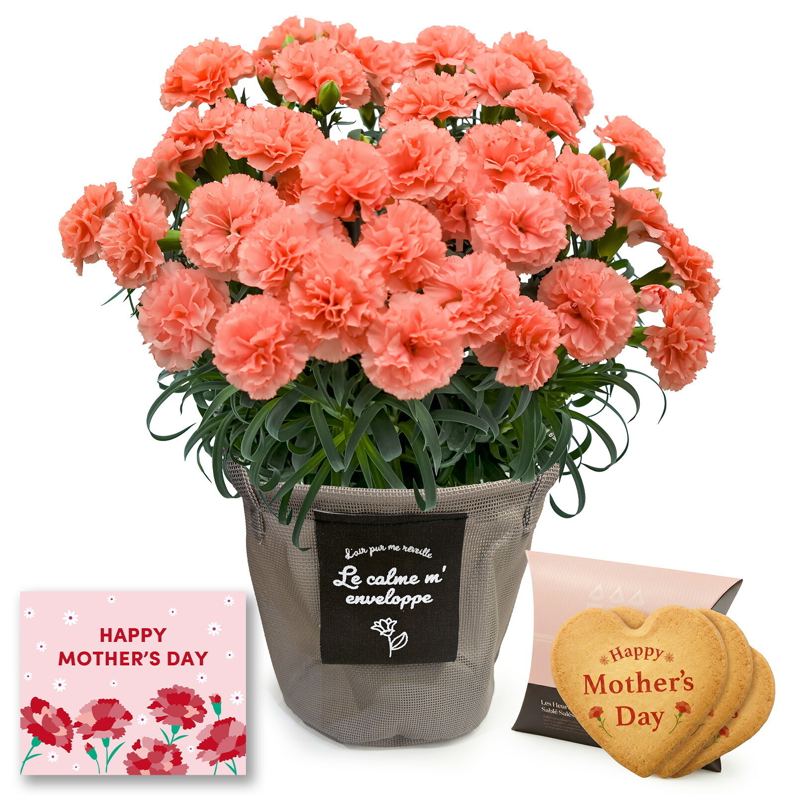 鉢植え カーネーション オレンジ(メープルシフォン) と アンリ・シャルパンティエ しあわせサブレ のセット【母の日カード付き】