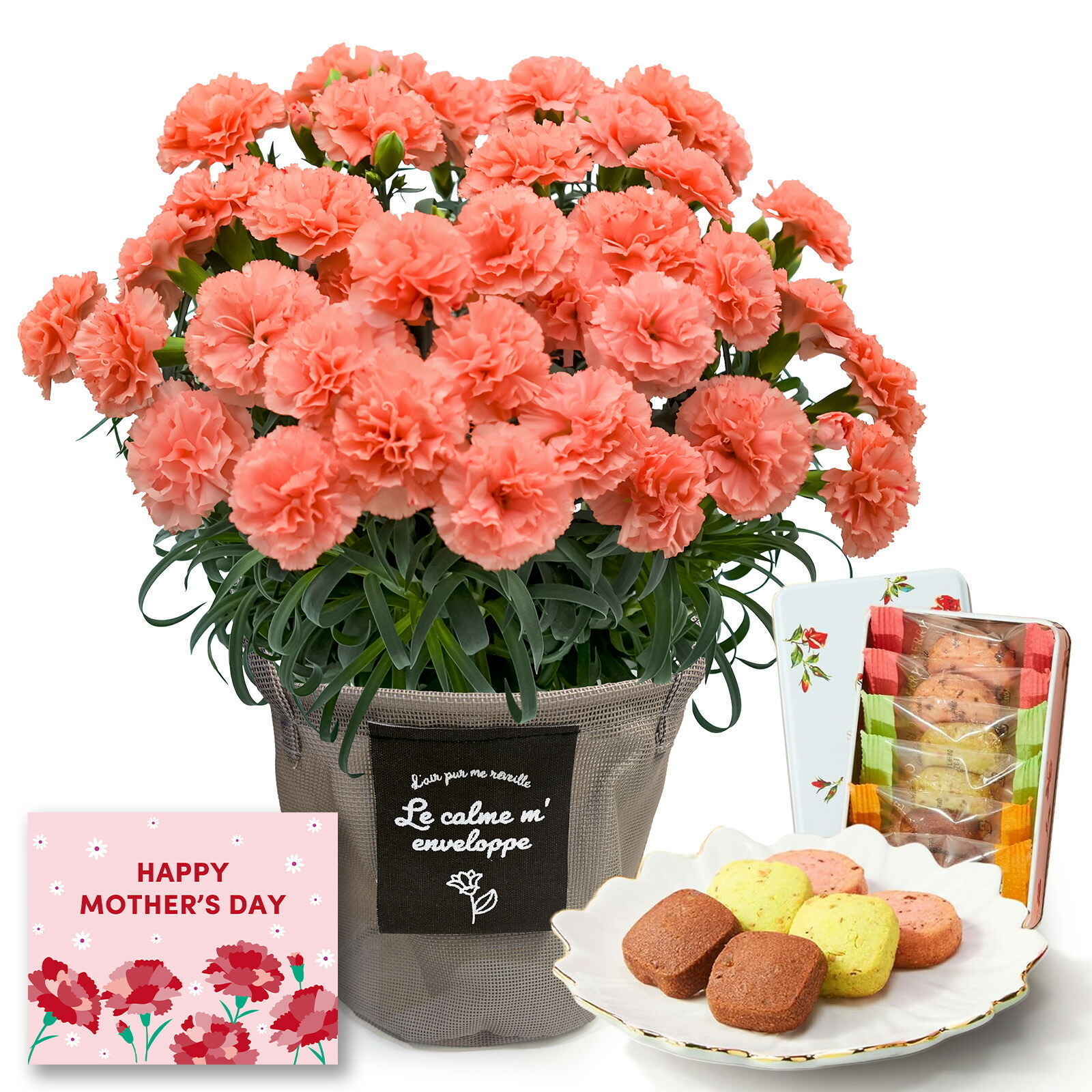 鉢植え カーネーション オレンジ(メープルシフォン)と 銀座千疋屋クッキー のセット【母の日カード付き】