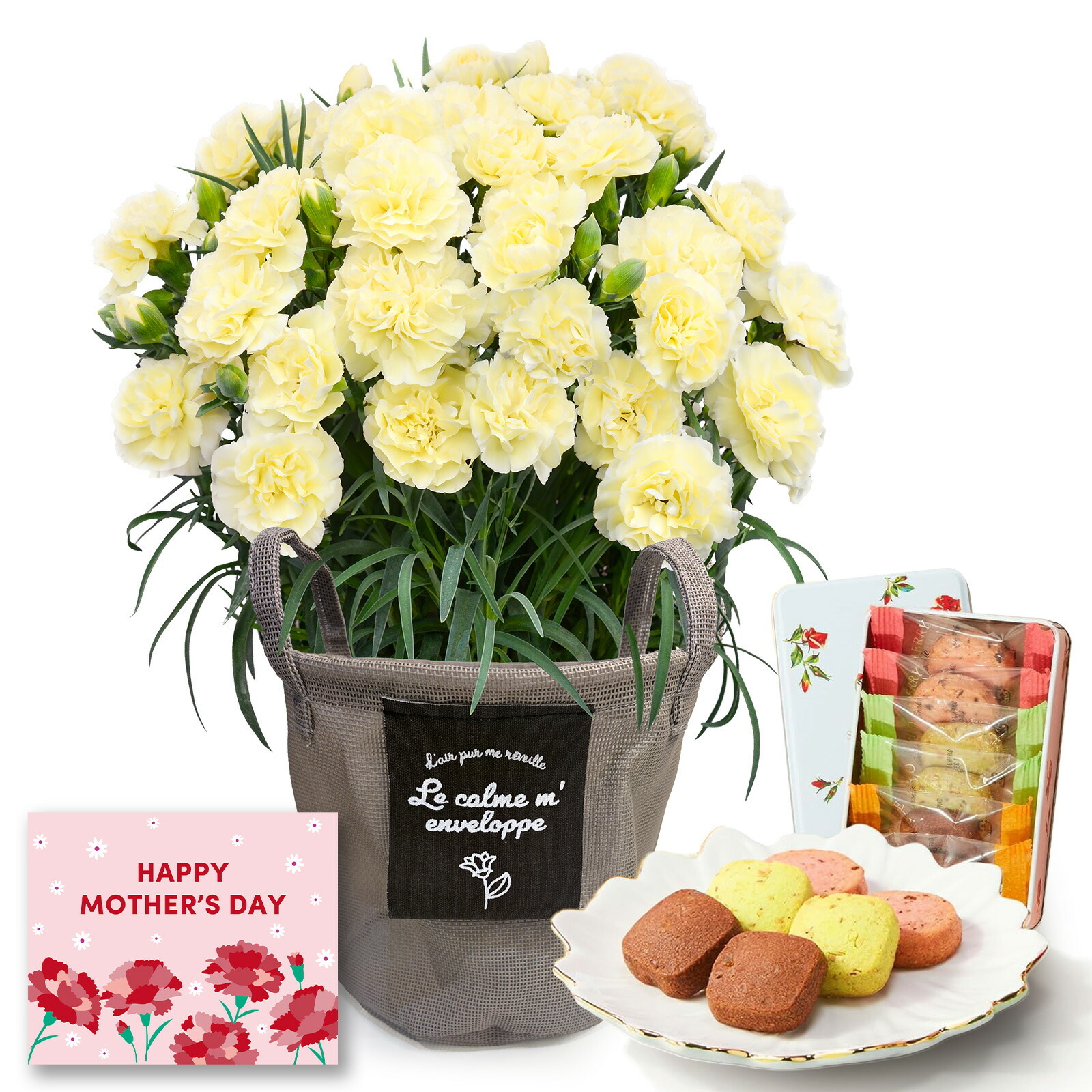鉢植え カーネーション クリーム(ムーンティアラ)と 銀座千疋屋クッキー のセット【母の日カード付き】