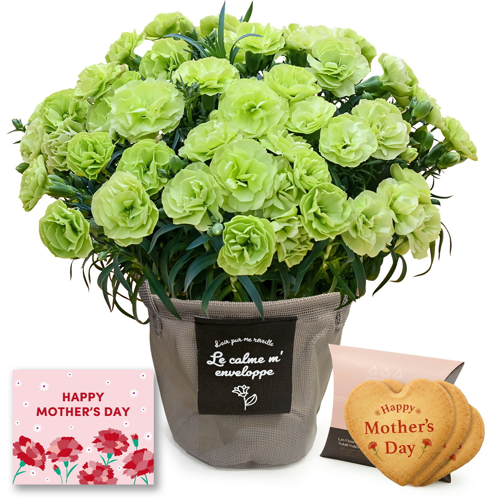 鉢植え カーネーション 緑色(スフェン) と アンリ・シャルパンティエ しあわせサブレ のセット【母の日カード付き】