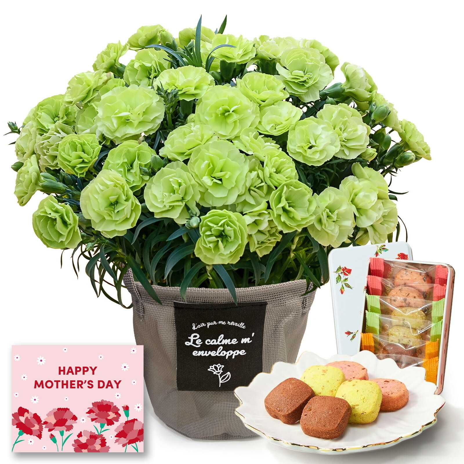 鉢植え カーネーション 緑色(スフェン) と 銀座千疋屋クッキー のセット【母の日カード付き】