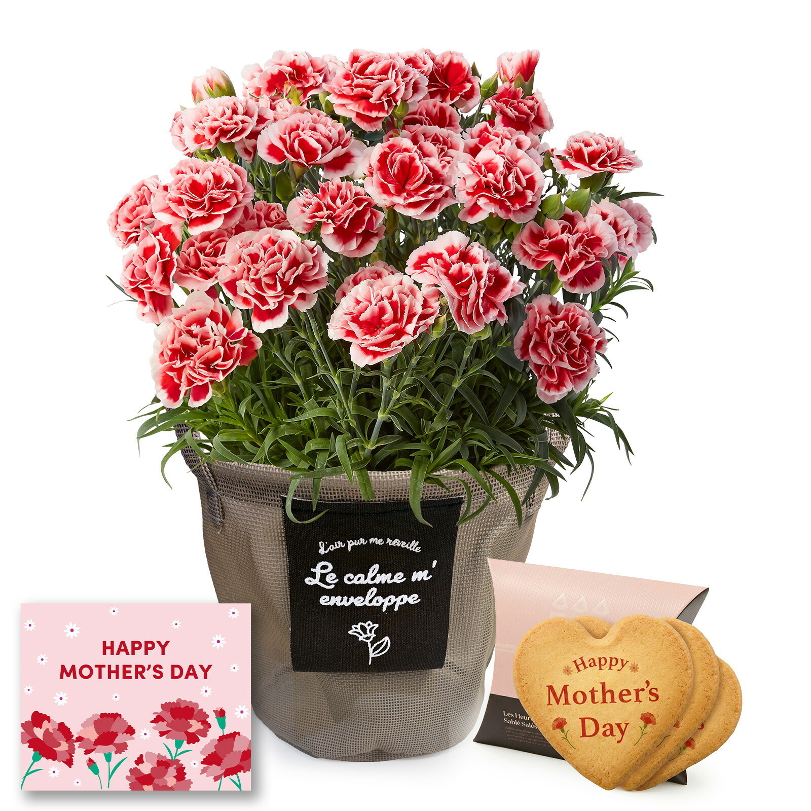 鉢植え カーネーション いちごホイップ と アンリ・シャルパンティエ しあわせサブレ のセット【母の日カード付き】