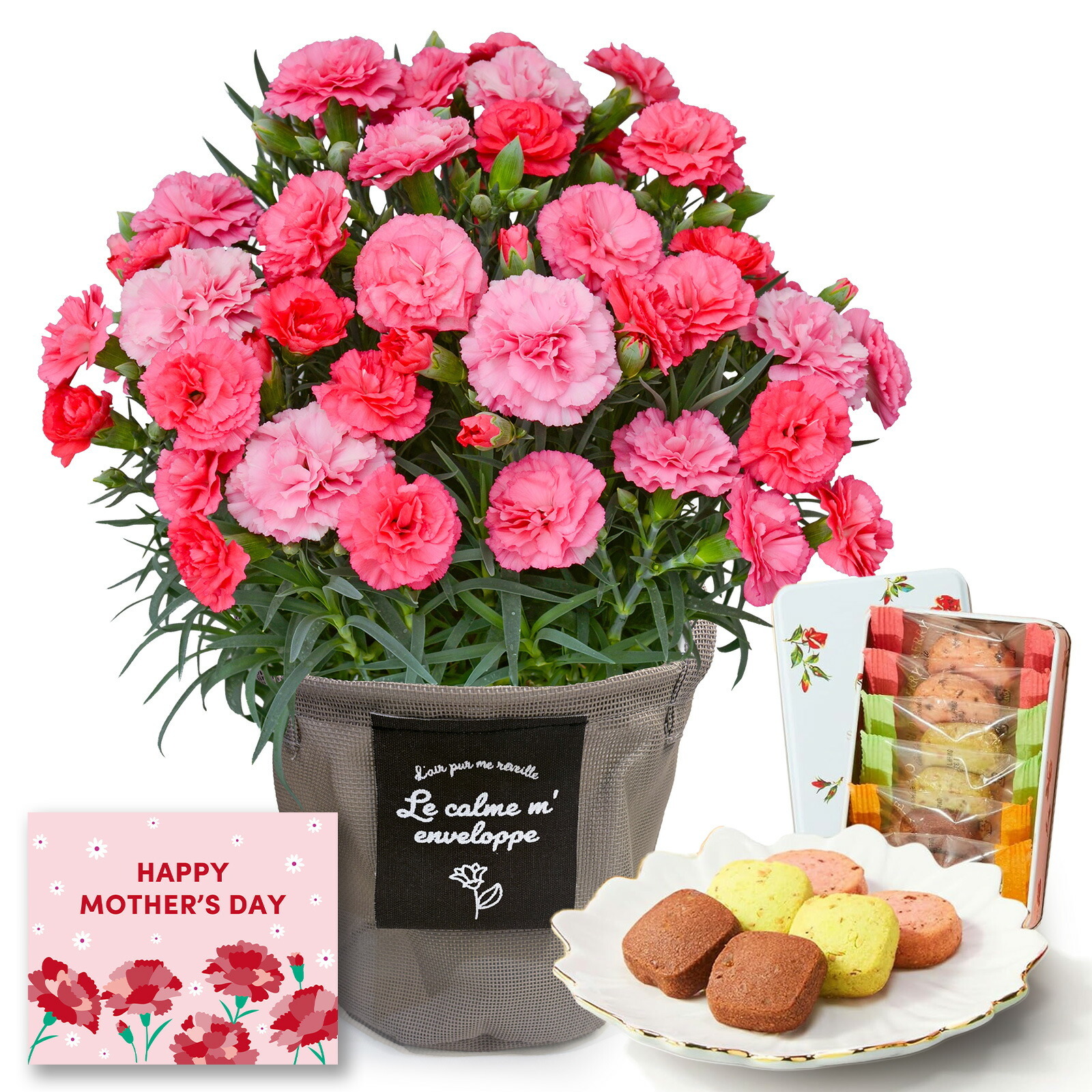 鉢植え カーネーション さくらもなか と 銀座千疋屋クッキー のセット【母の日カード付き】